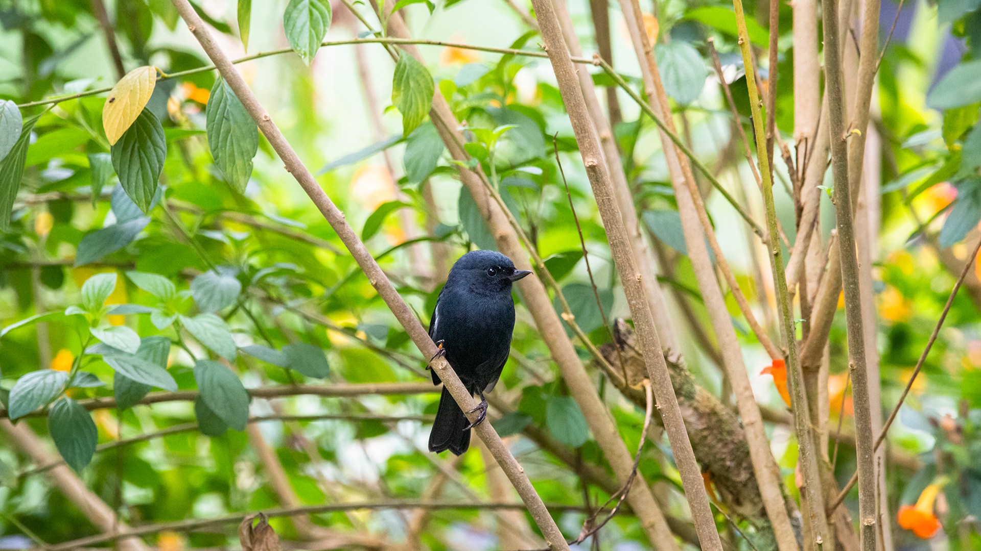 Black Flowerpiercer