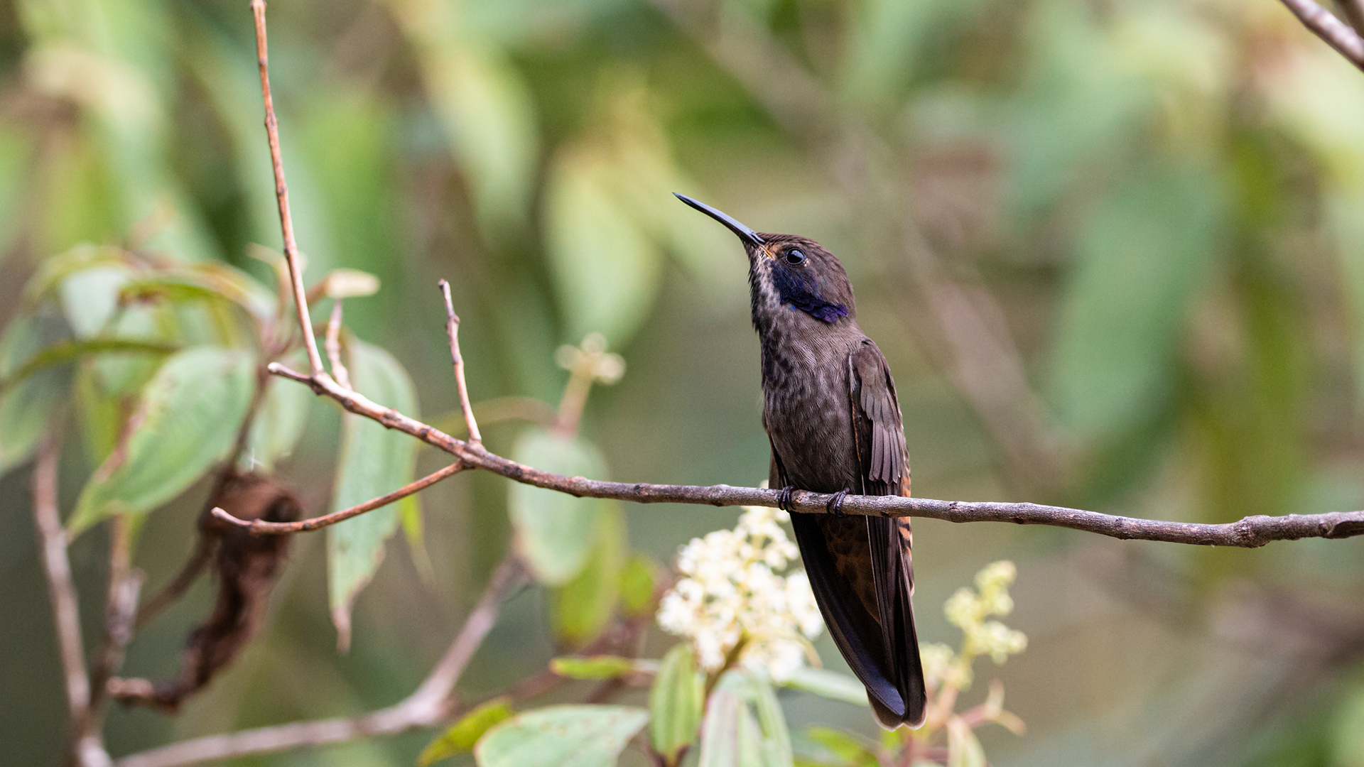 Brown Violetear