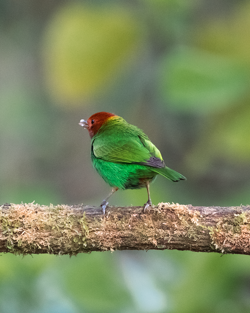 tanager