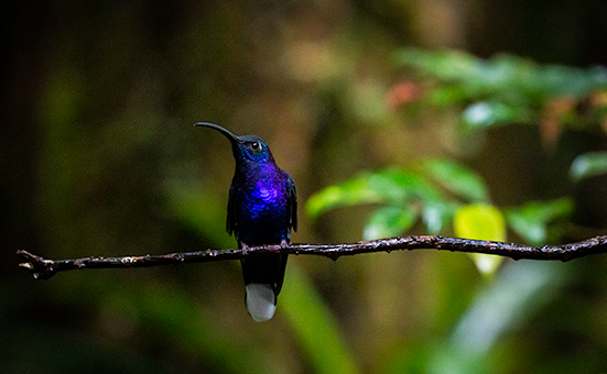 costa rica