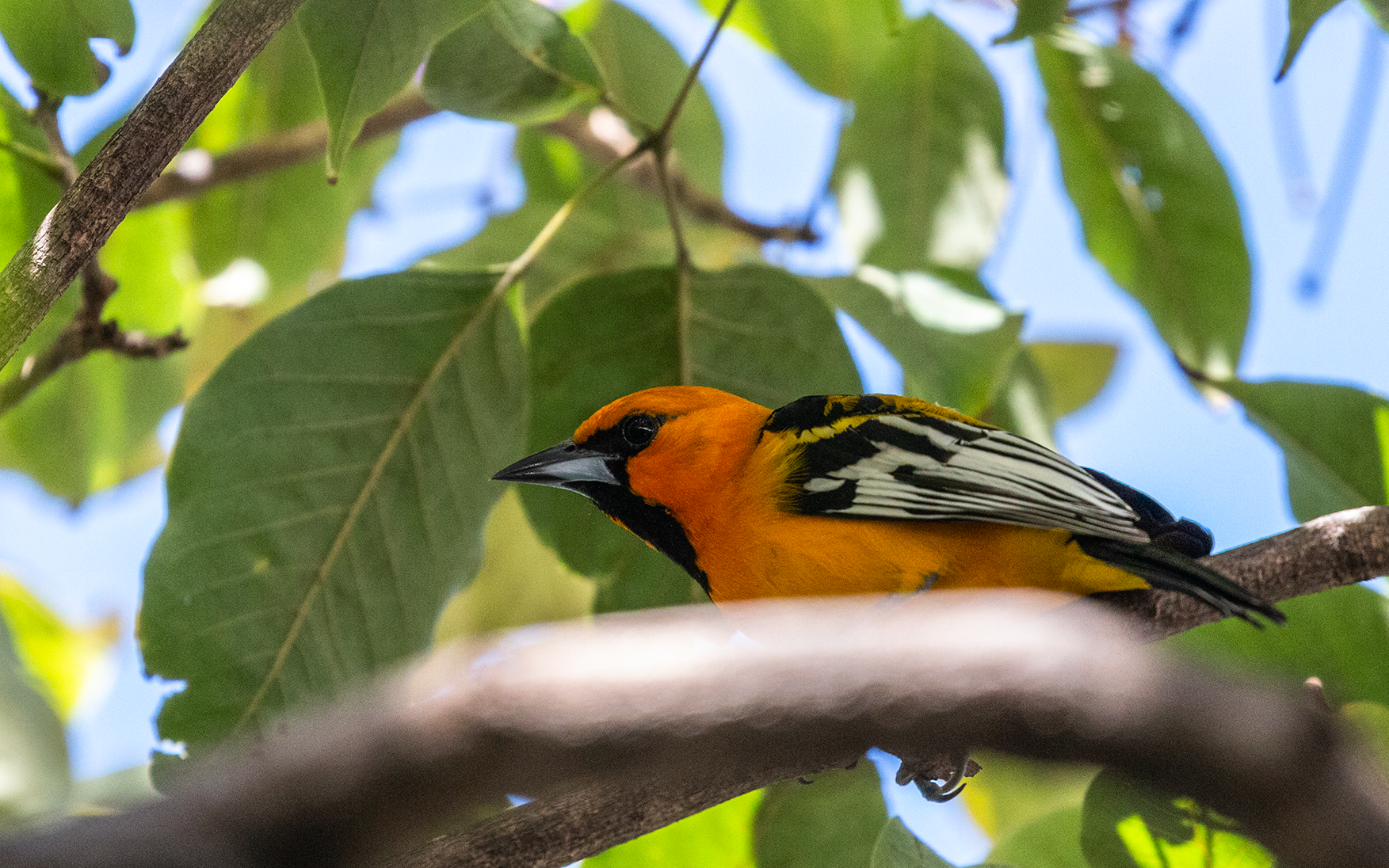 Yellow Oriole