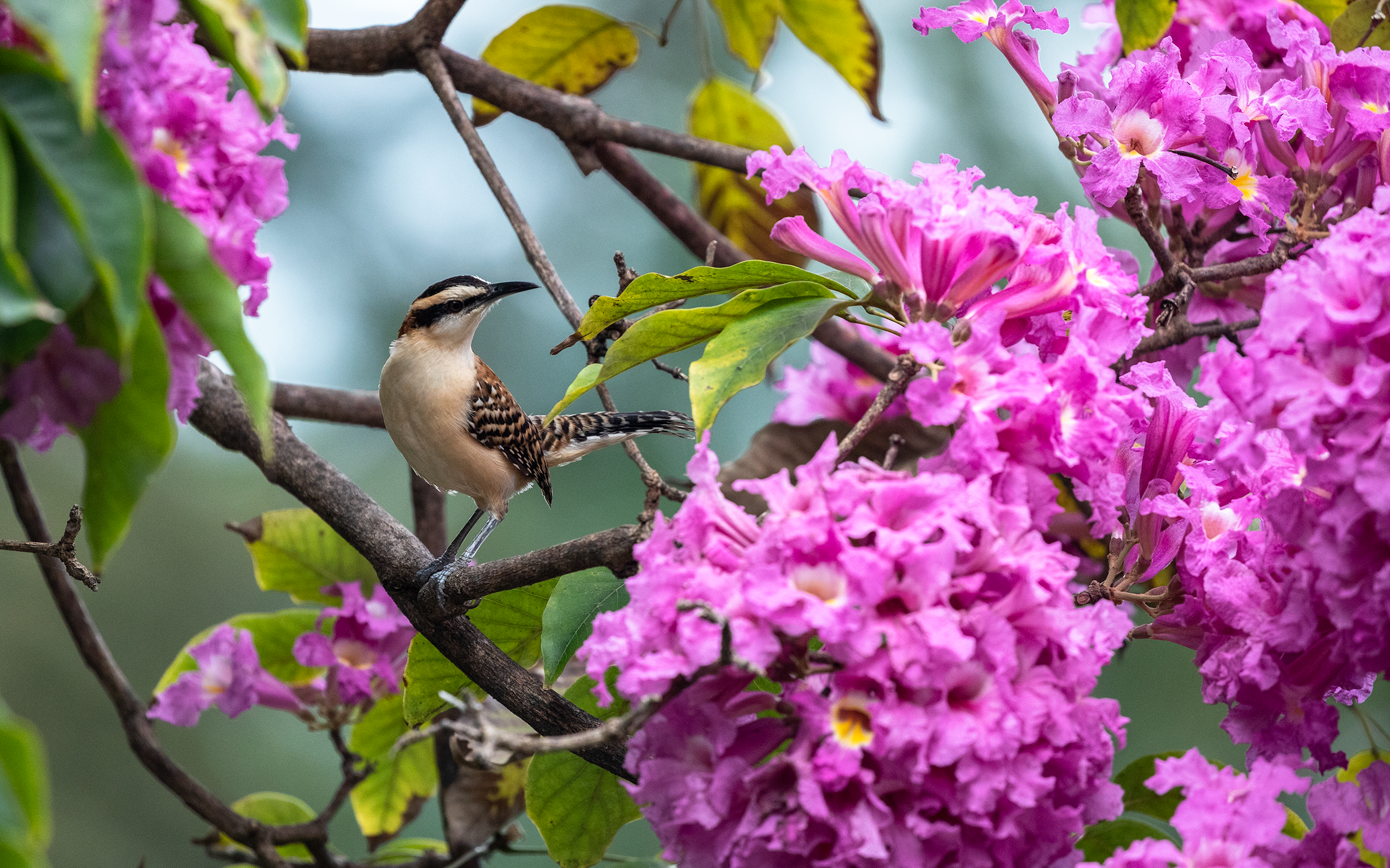 Rufous-naped Wren