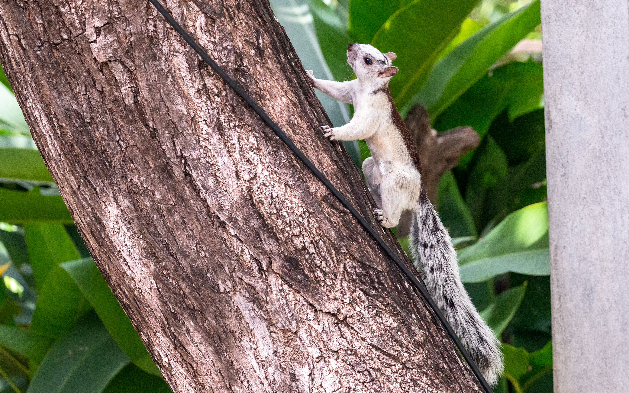 Variegated squirrel