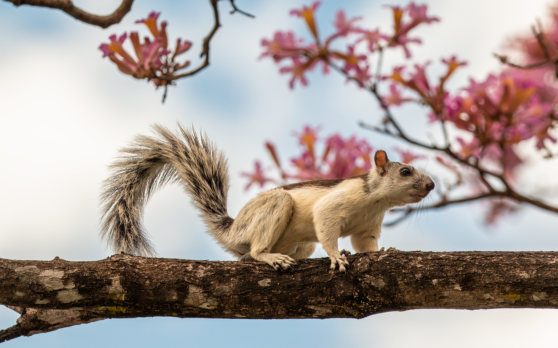 Variegated squirrel