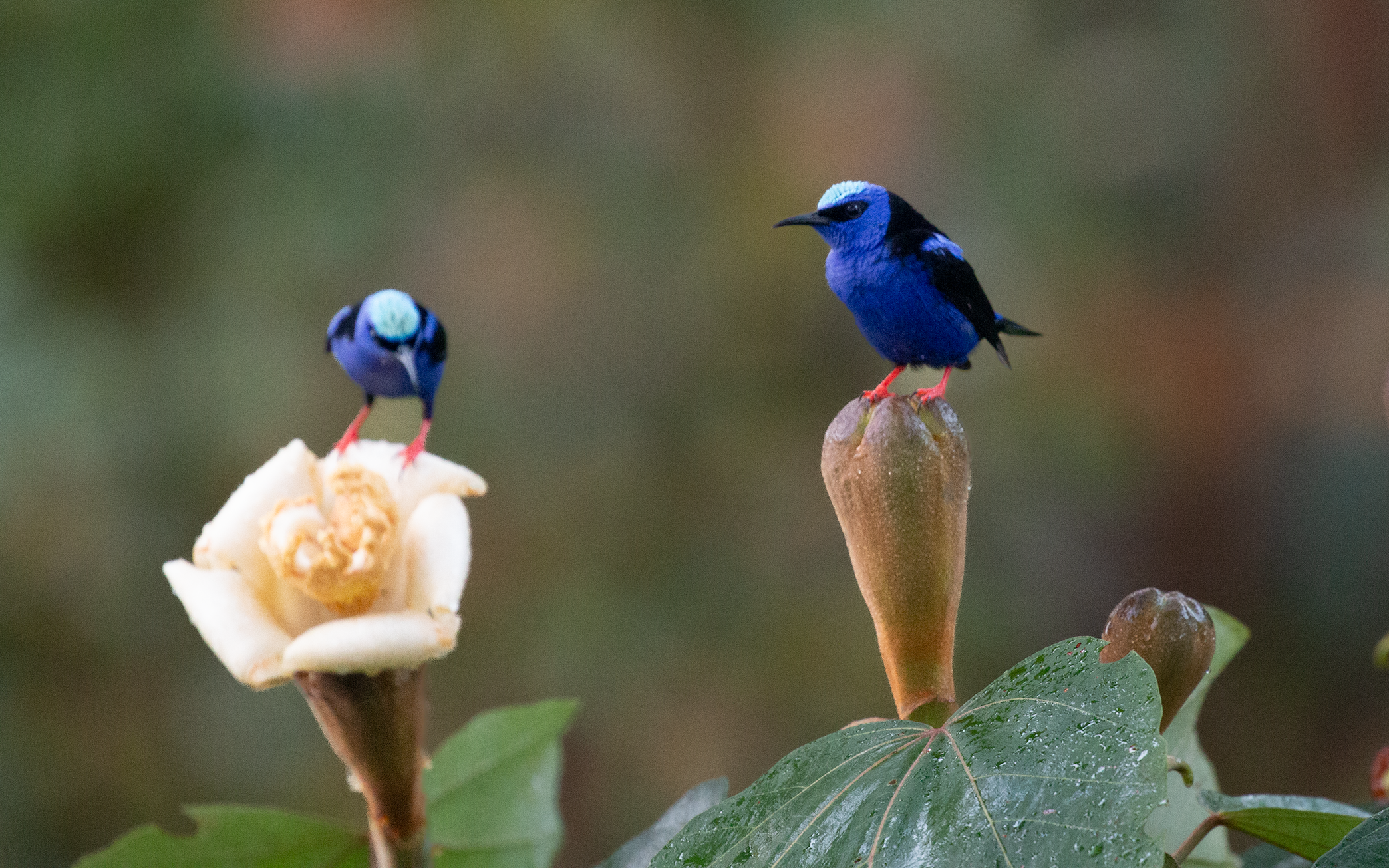 Red-legged Honeycreeper