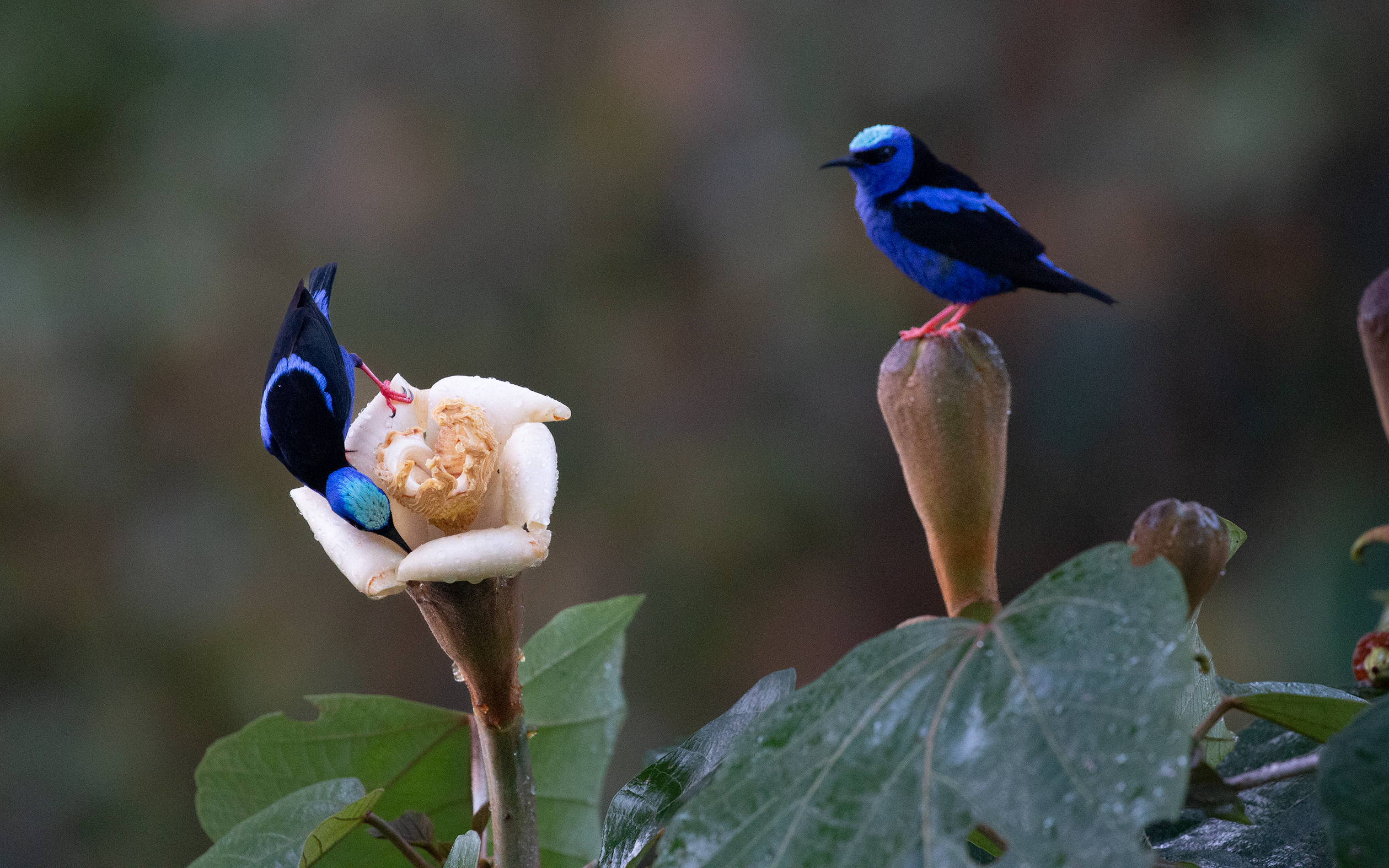 Red-legged Honeycreeper