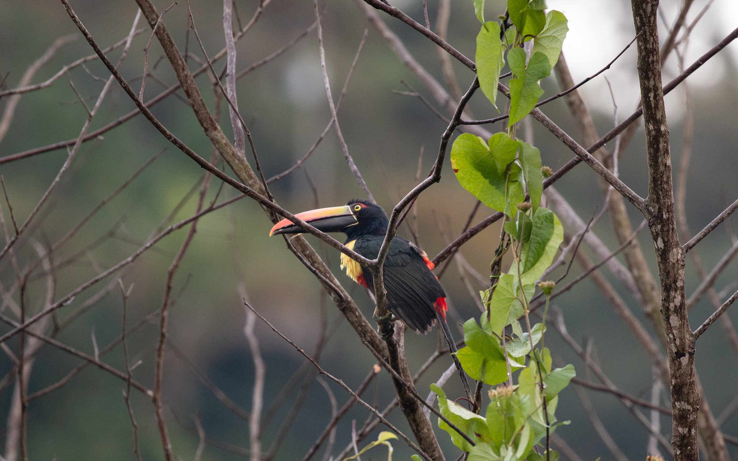 Fiery-billed Aracari