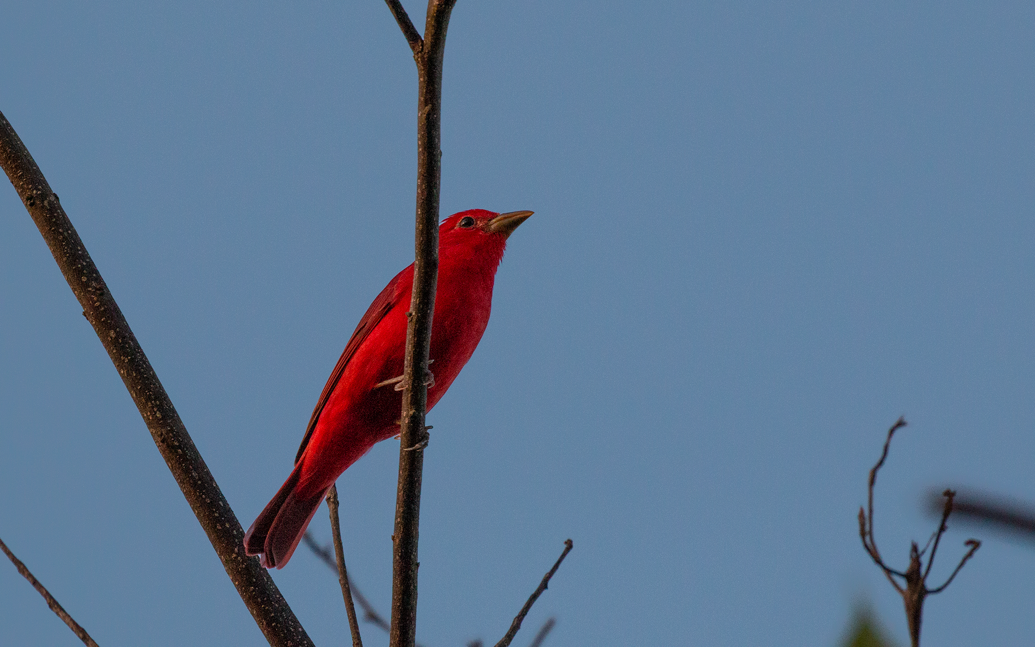 Summer Tanager