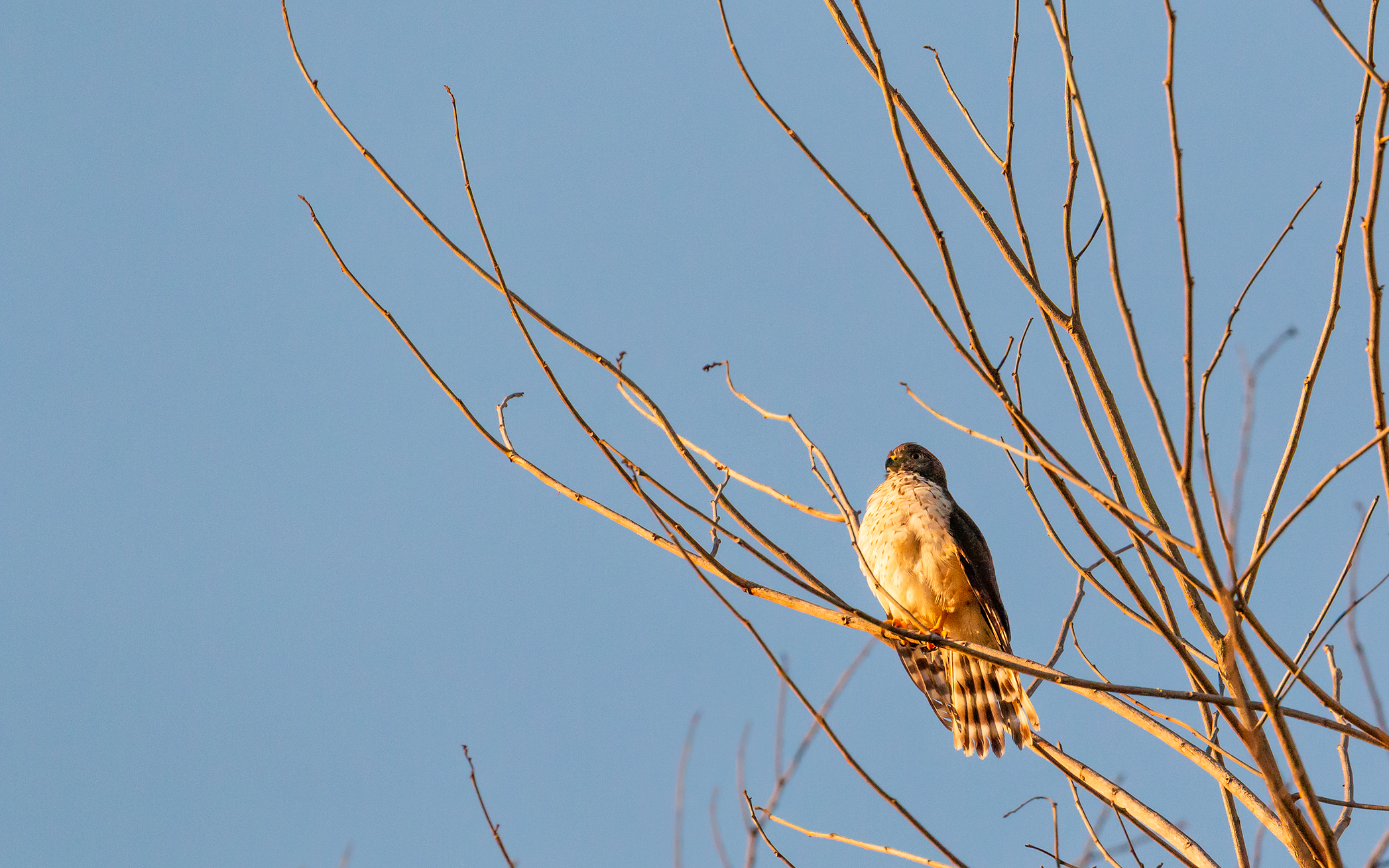 Broad-winged Hawk