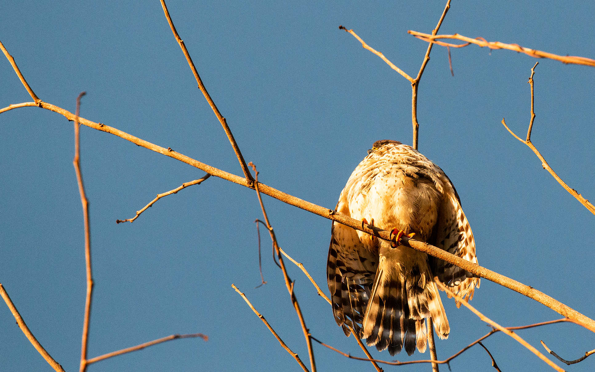 Broad-winged Hawk