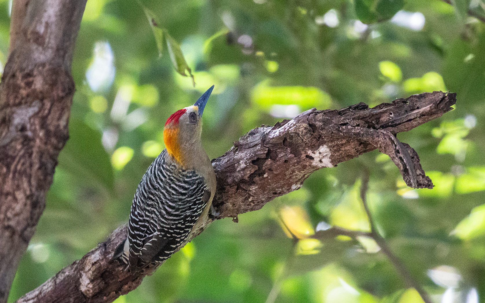 Red Crowned Woodpecker