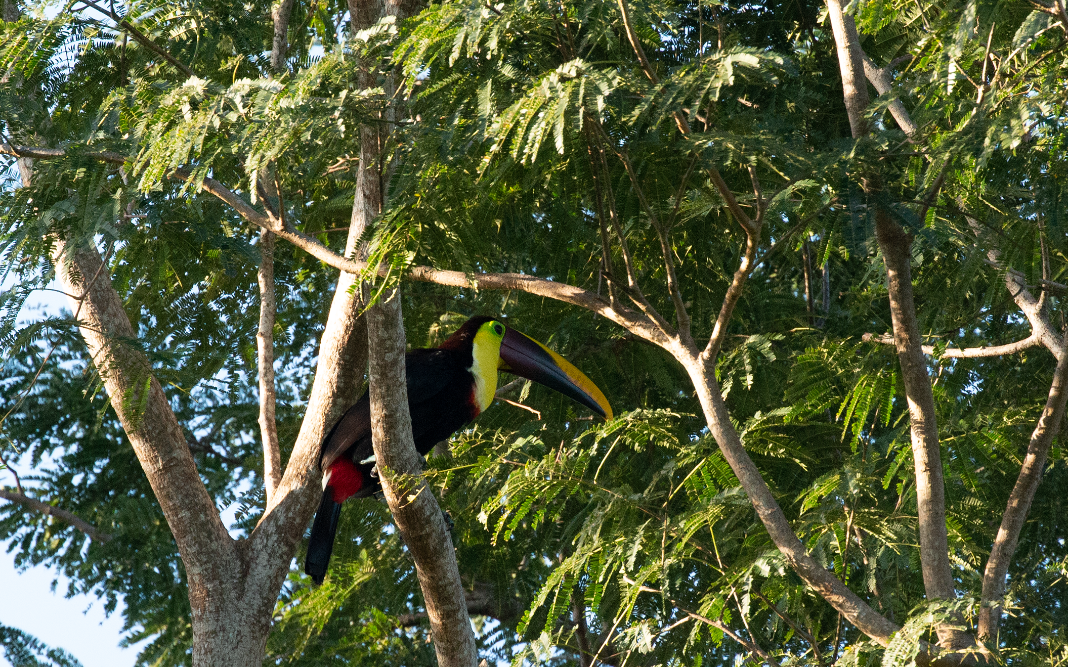 Yellow-throated Toucan