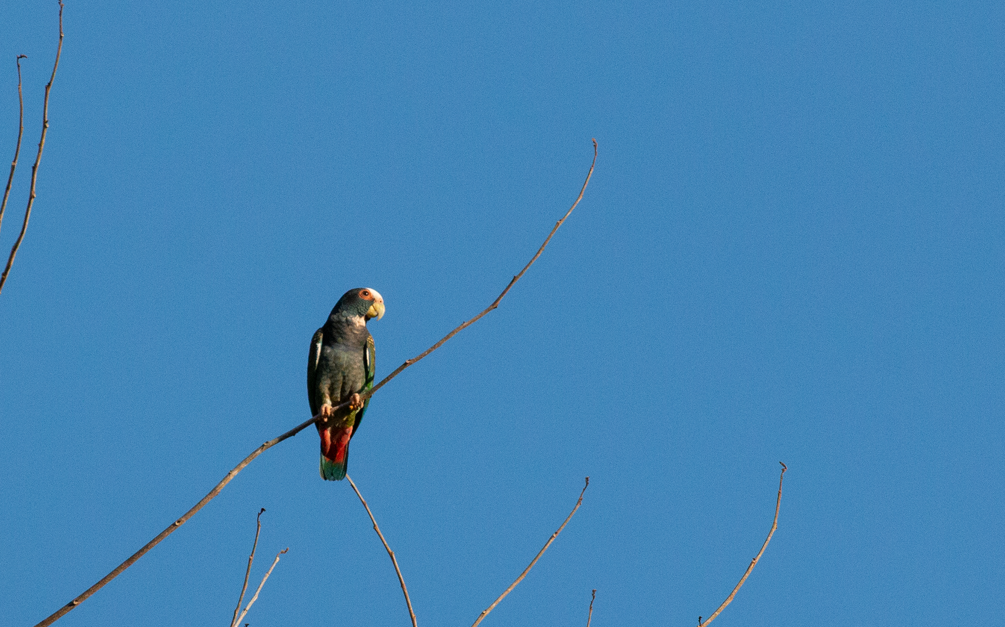 White-crowned Parrot