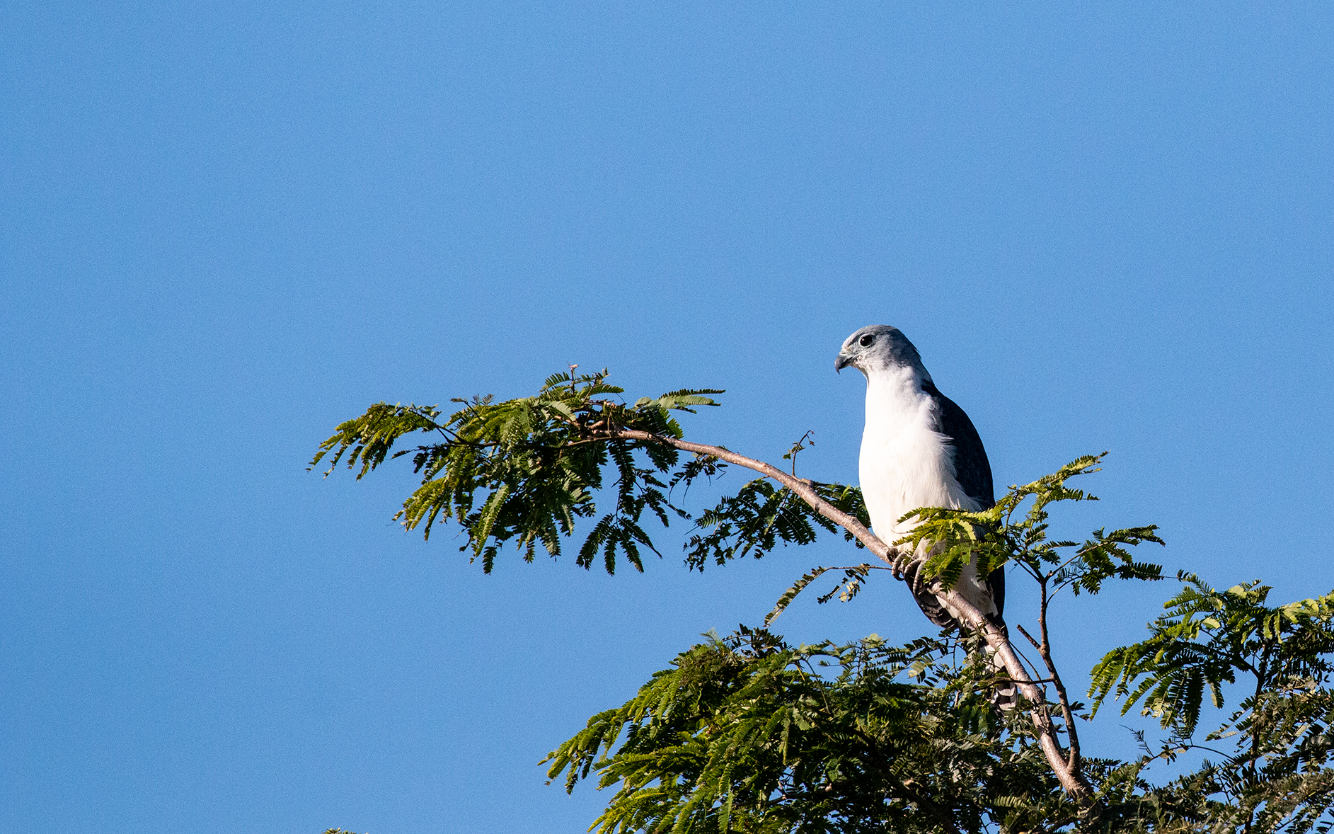 Gray Hawk