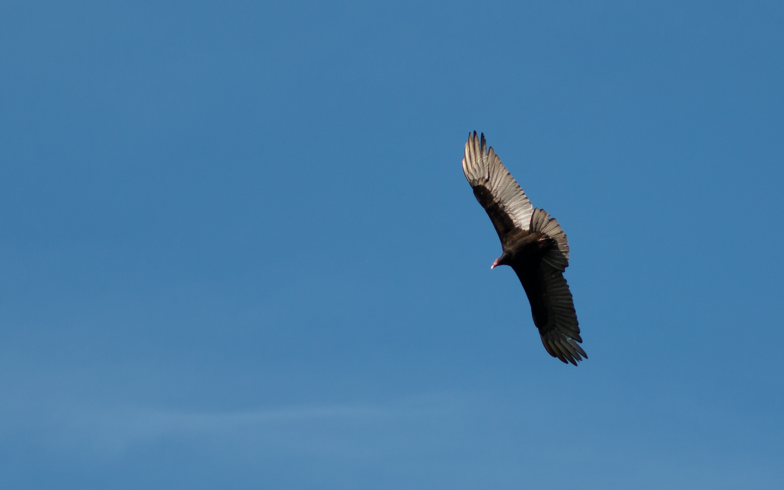 Turkey Vulture