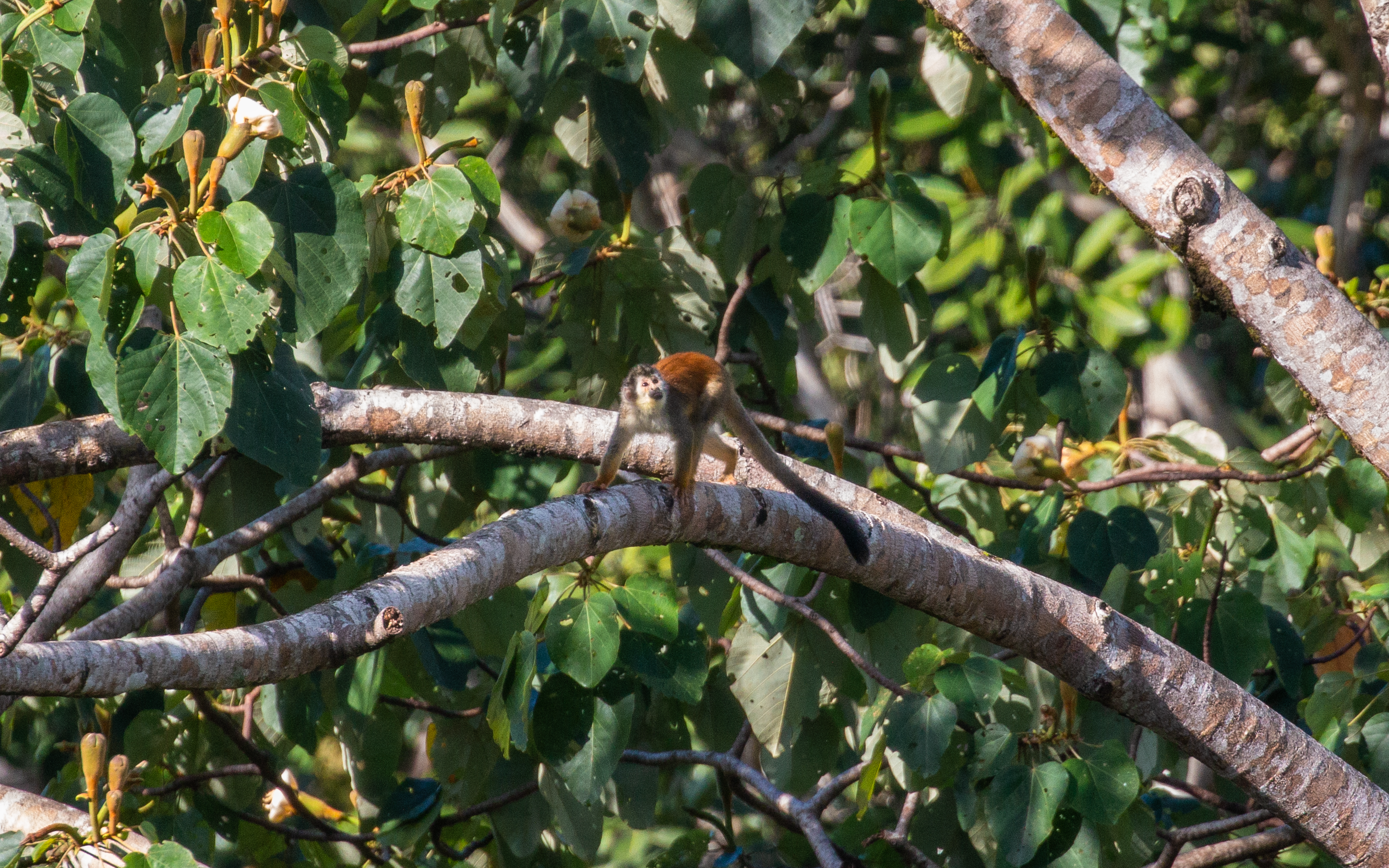 Squirrel Monkey