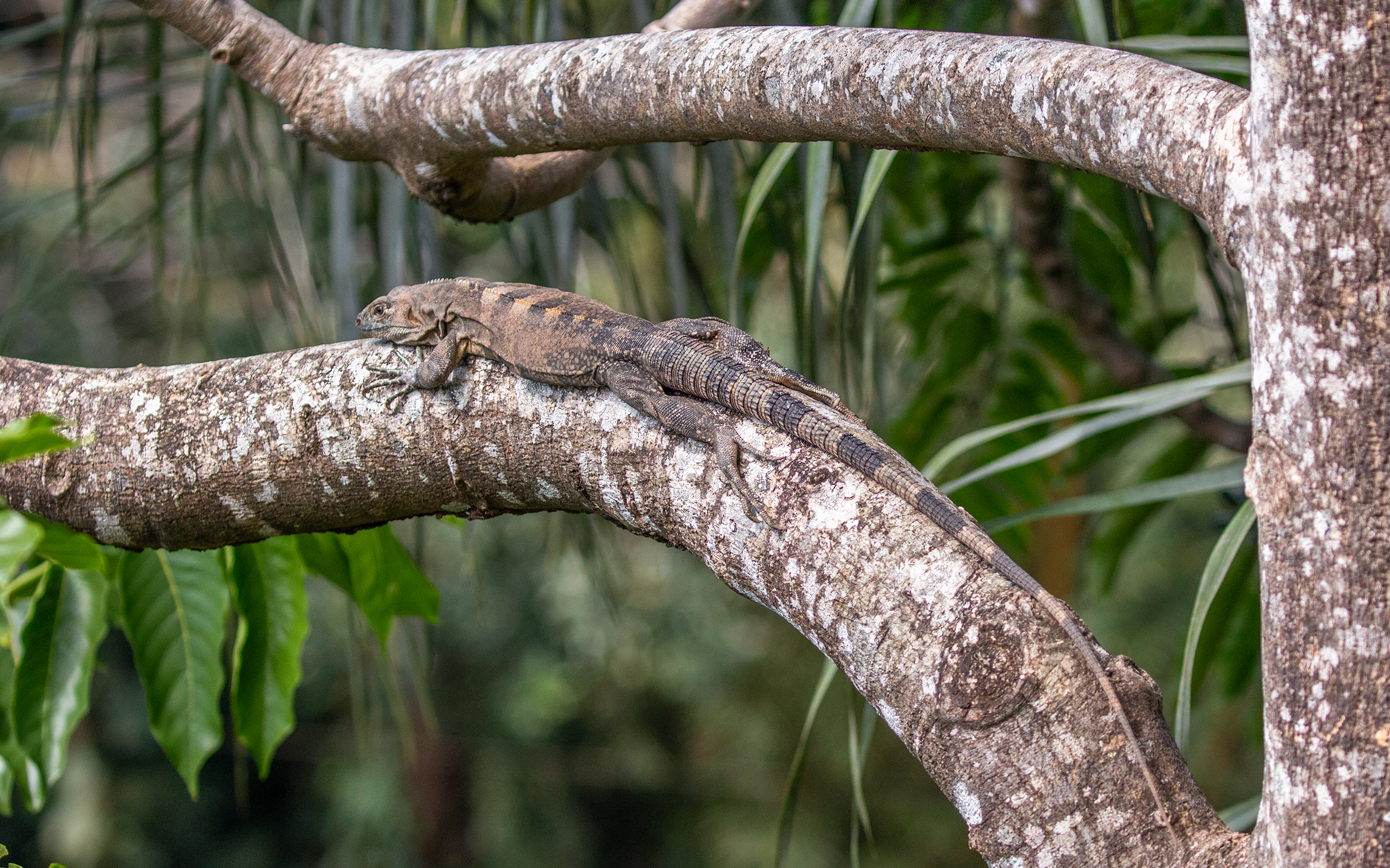 Black Iguana