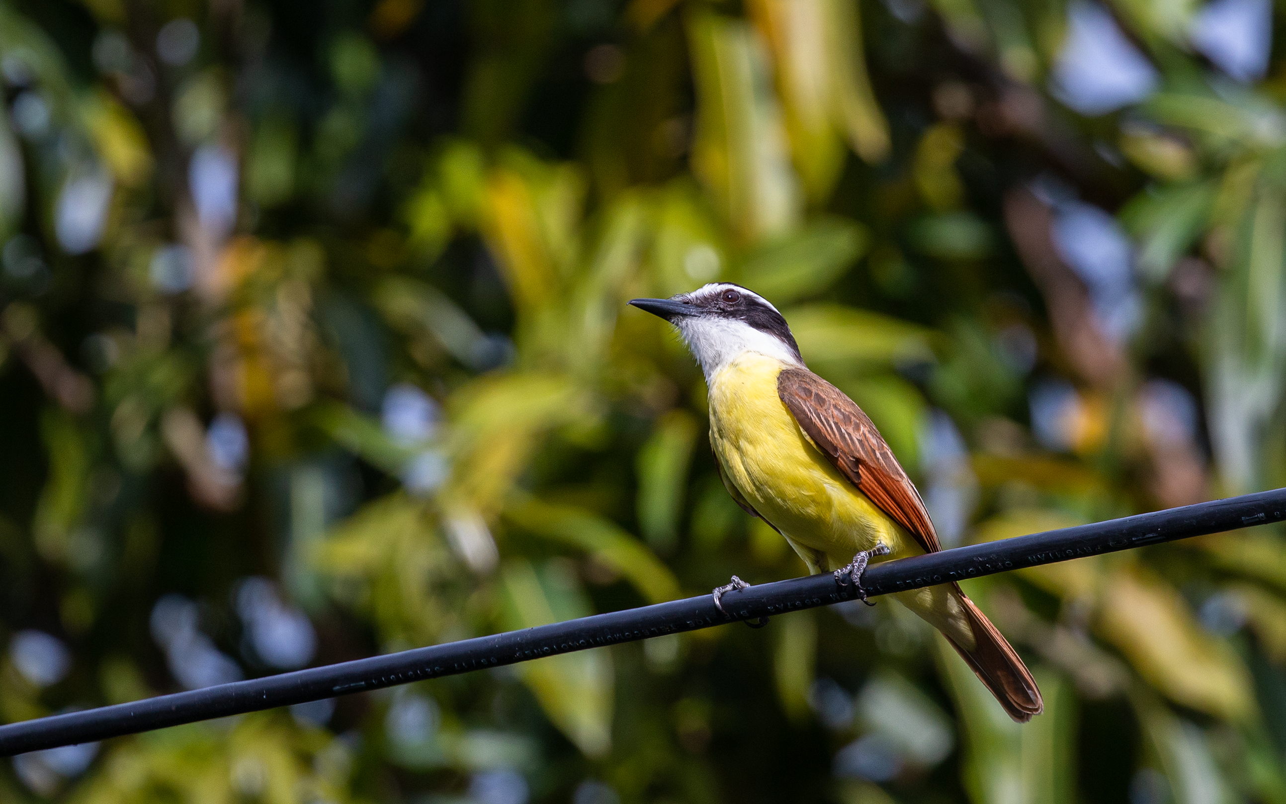 Great Kiskadee