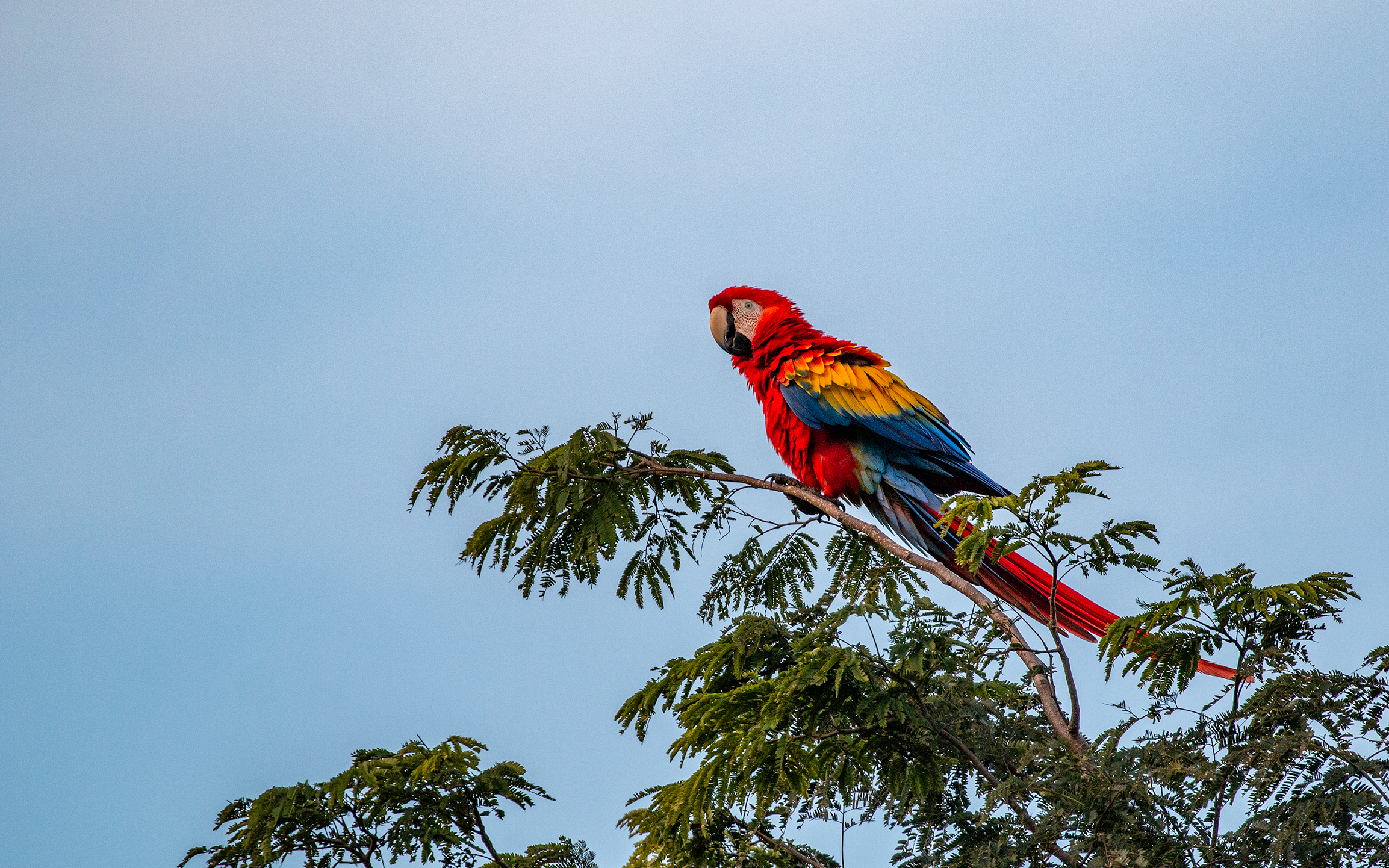 Scarlet Macaw