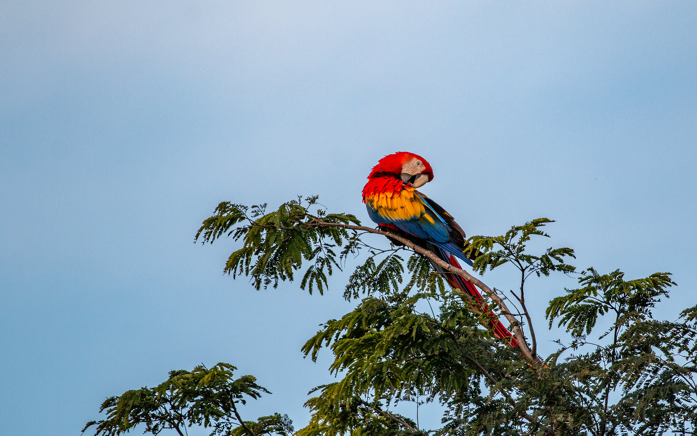 Scarlet Macaw