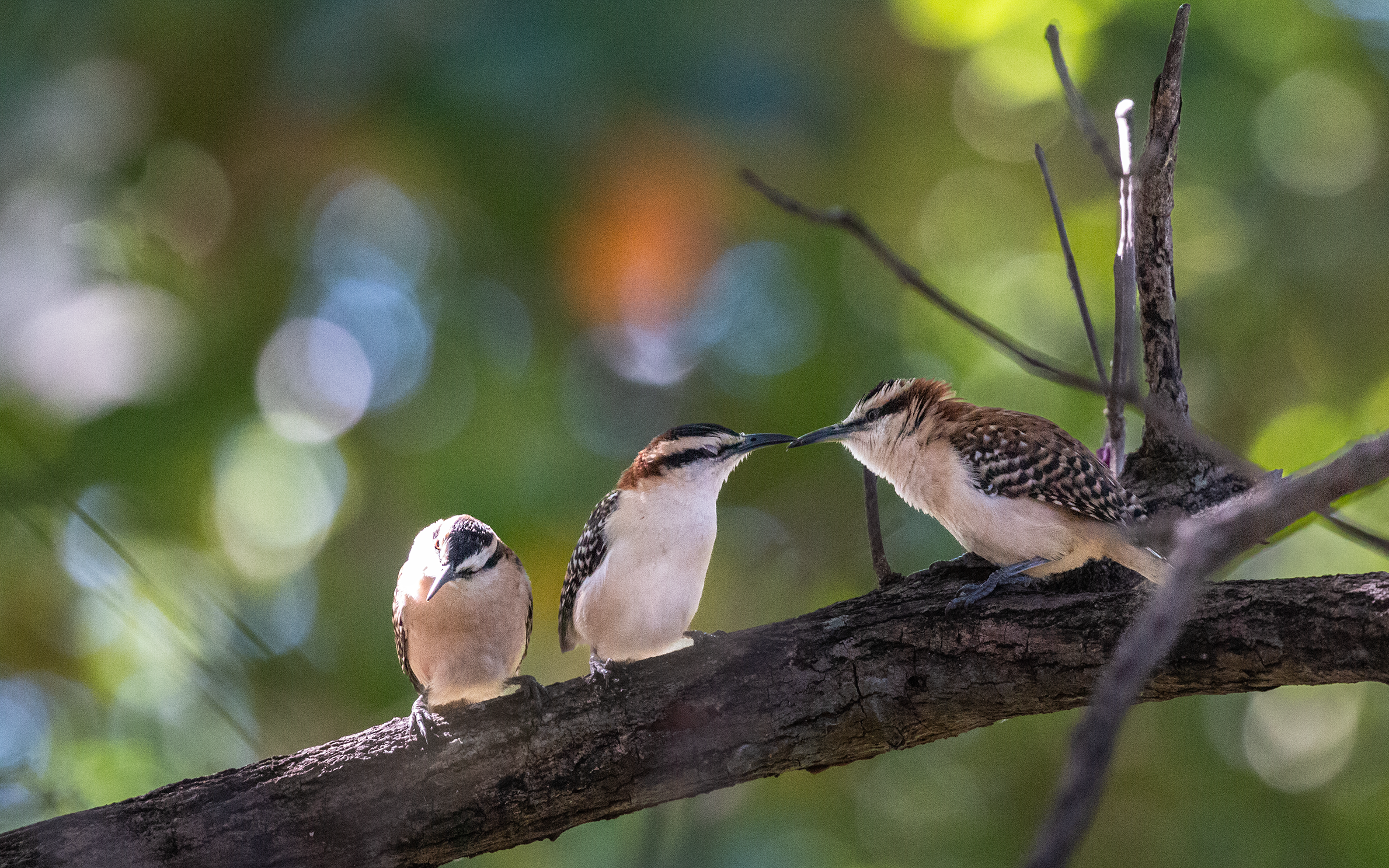 Rufous-naped Wren