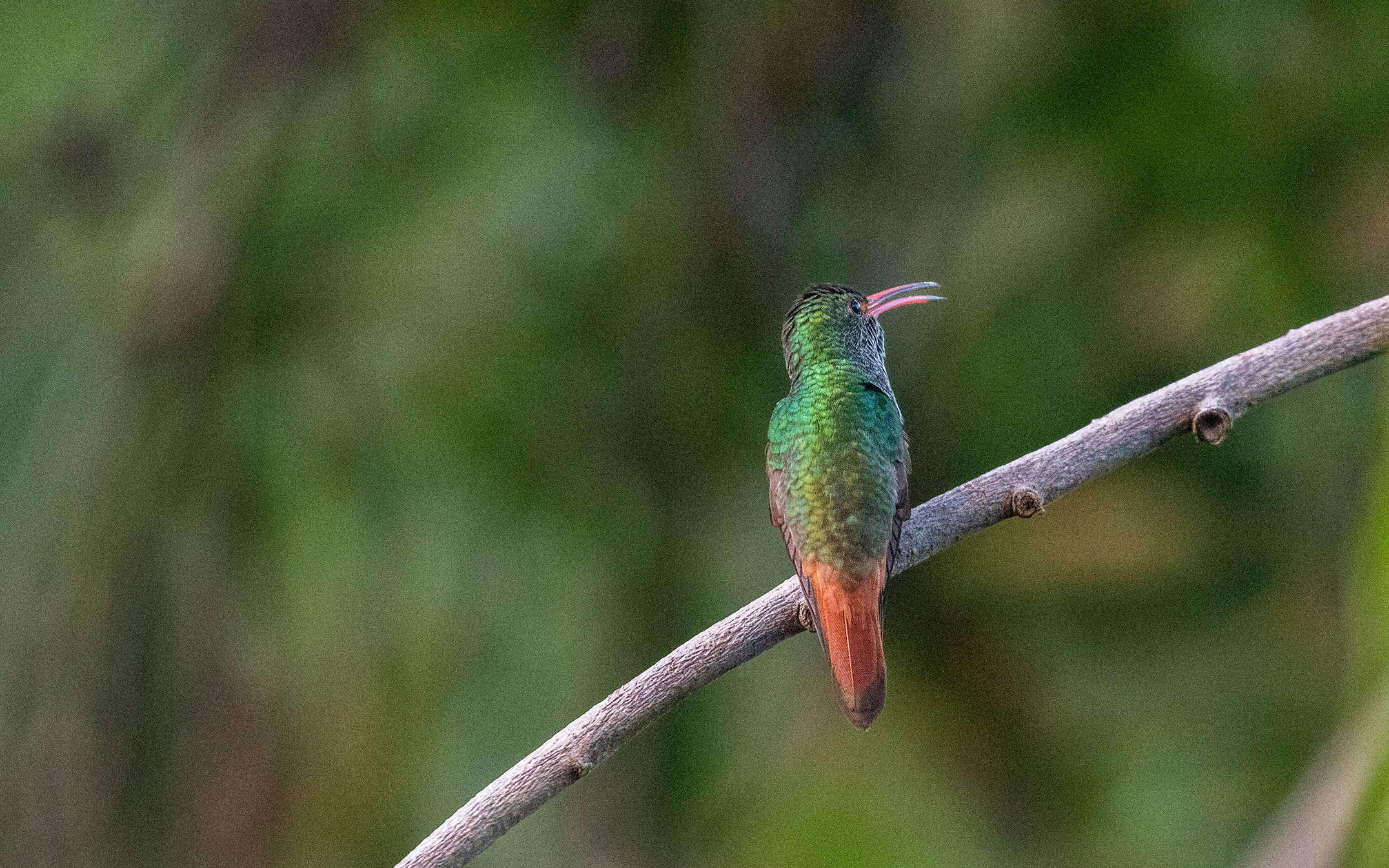 Rufous-tailed Hummingbird