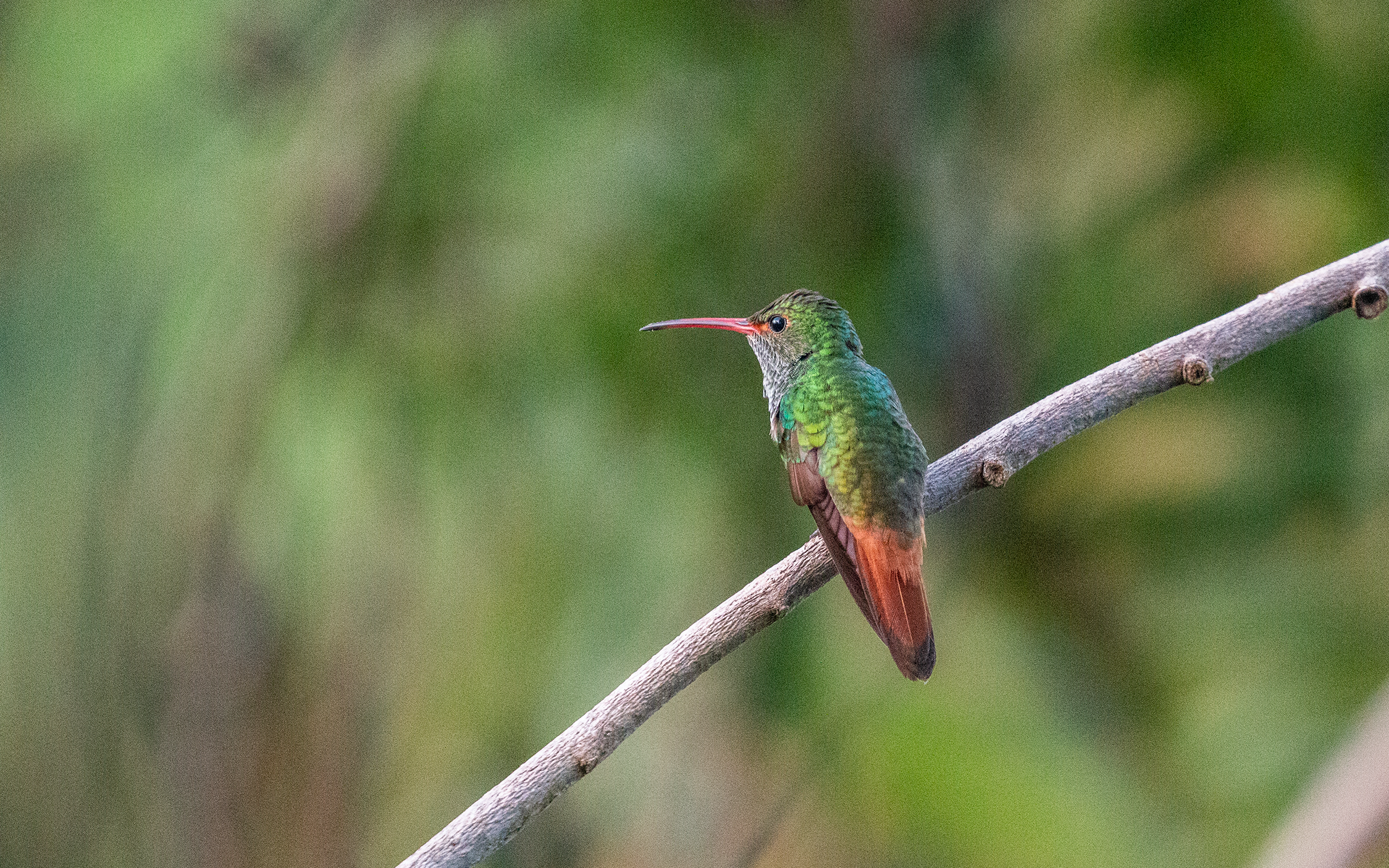 Rufous-tailed Hummingbird