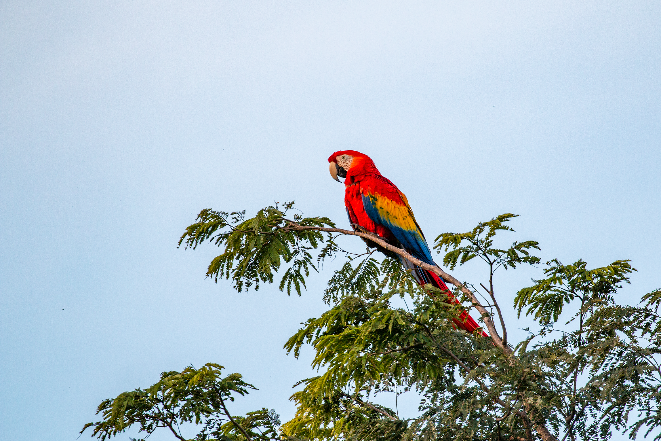 Scarlet Macaw