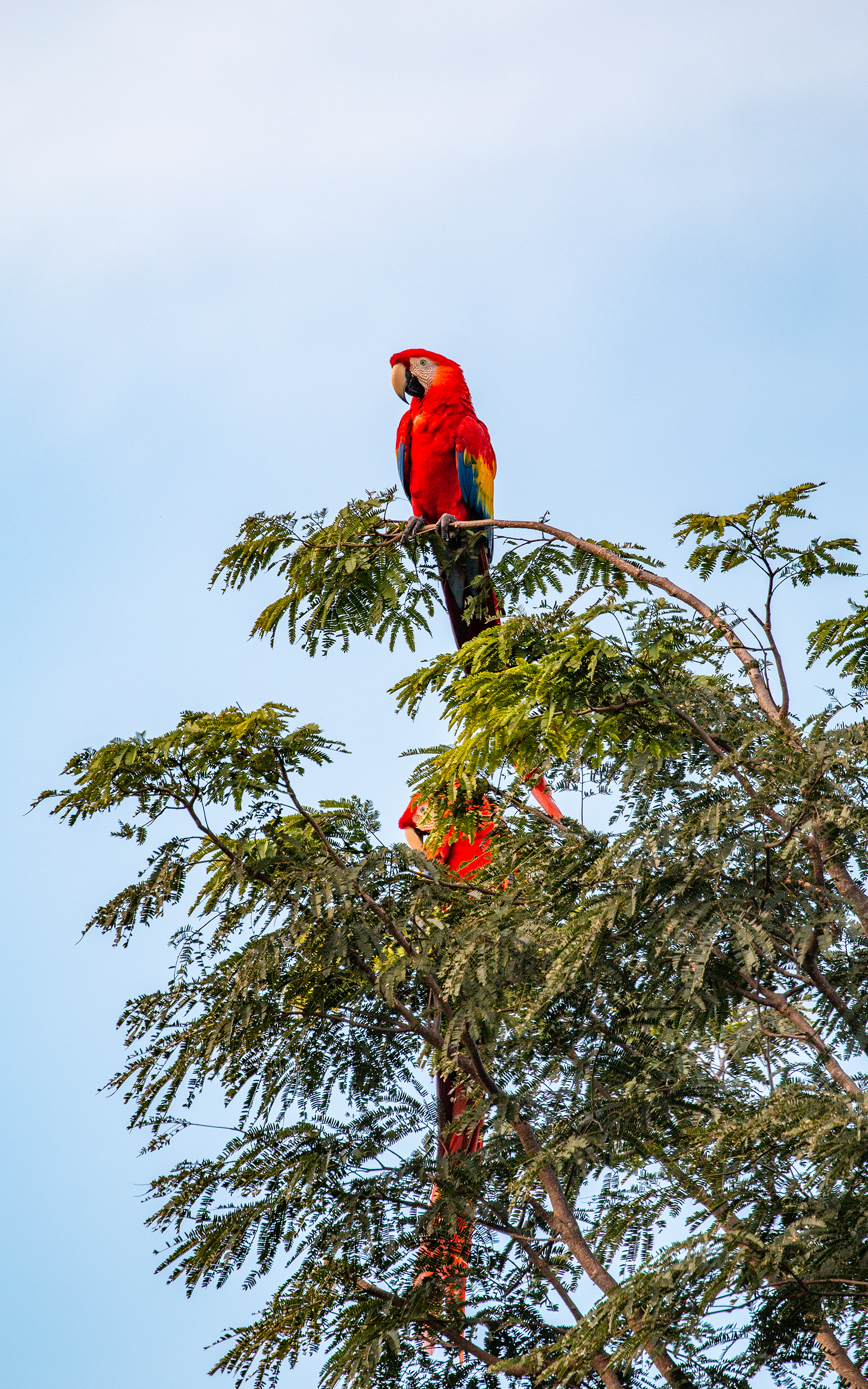 Scarlet Macaw