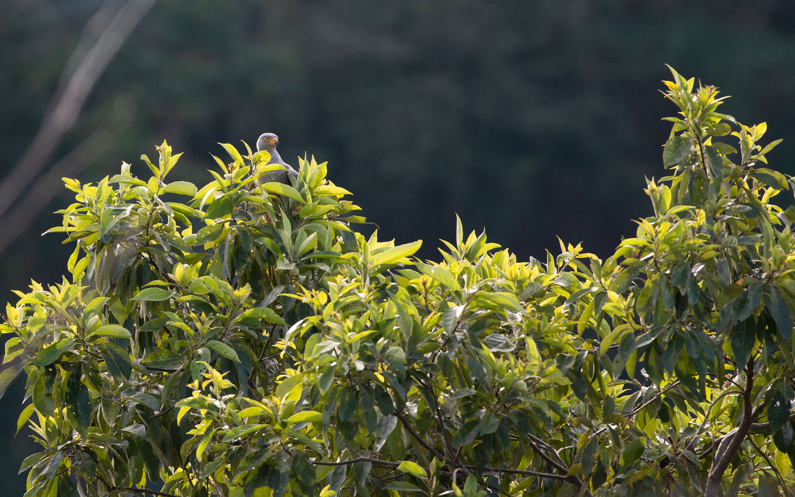 Common Black Hawk