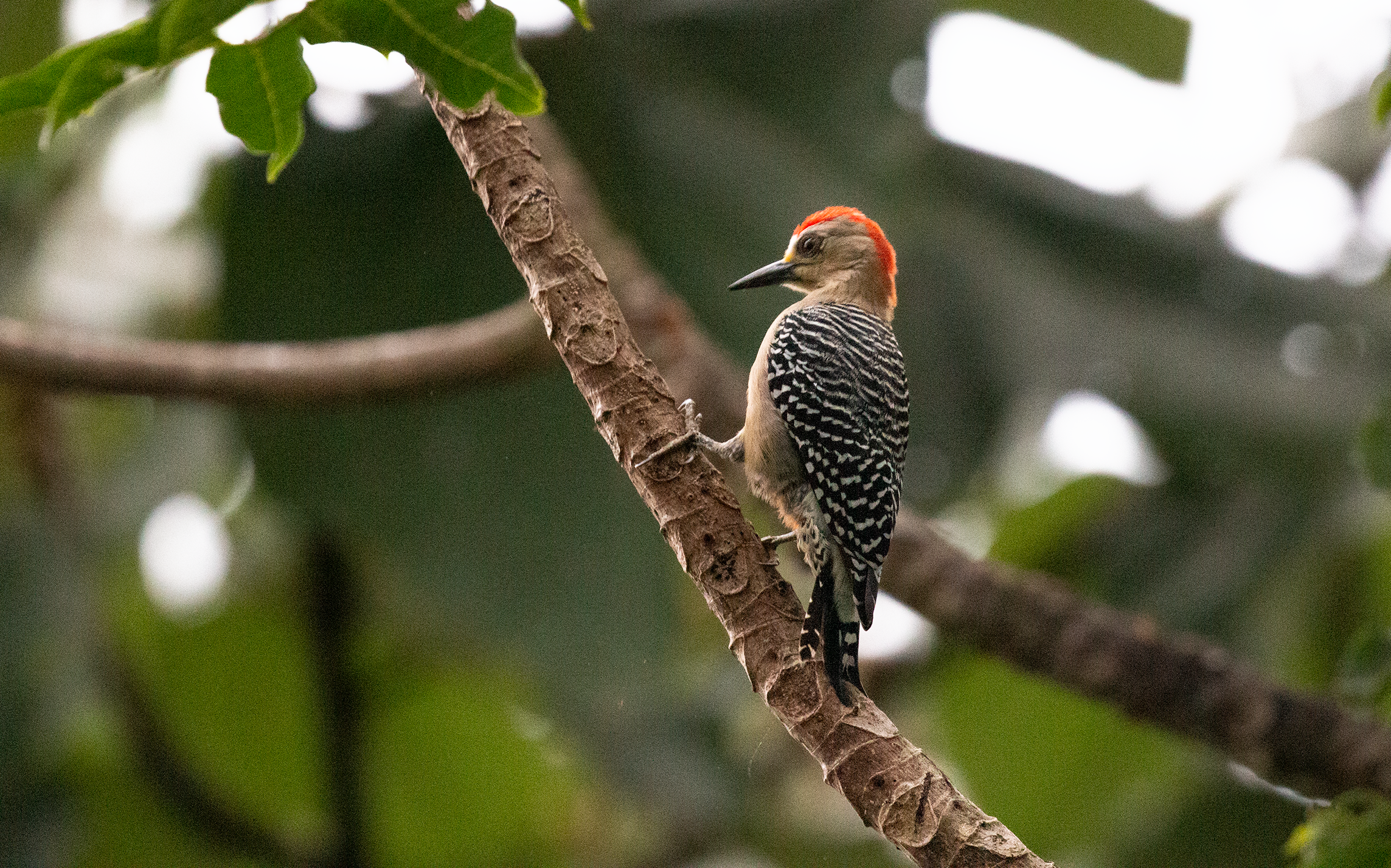 Red Crowned Woodpecker