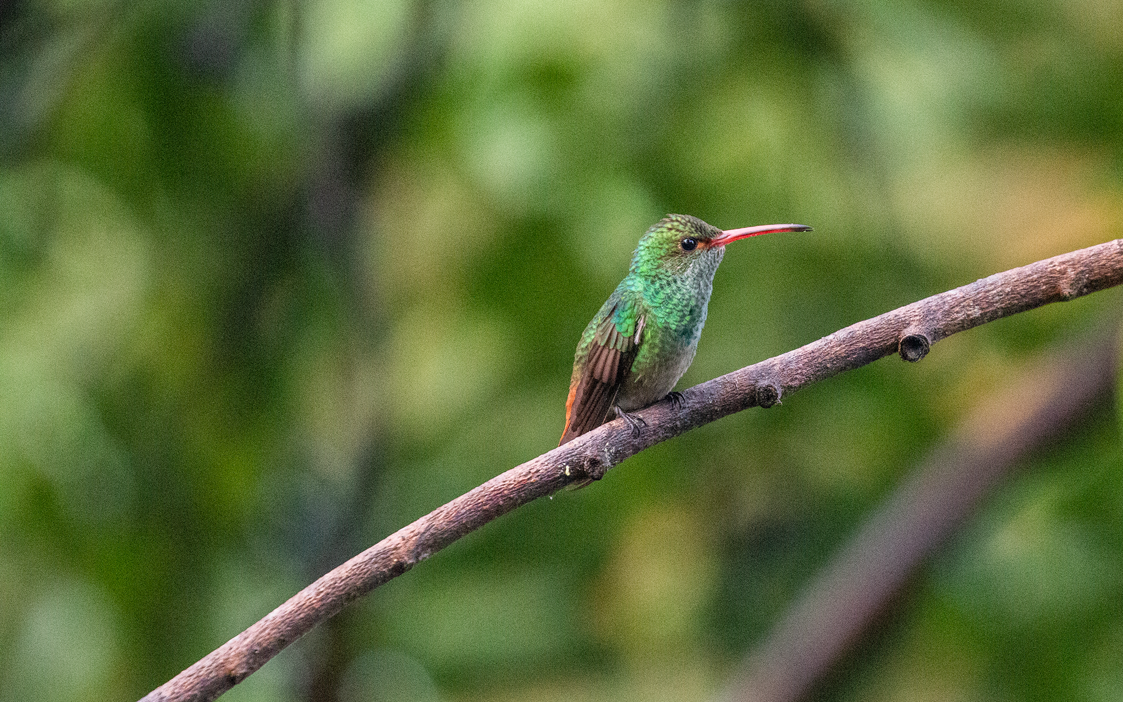 Rufous-tailed Hummingbird