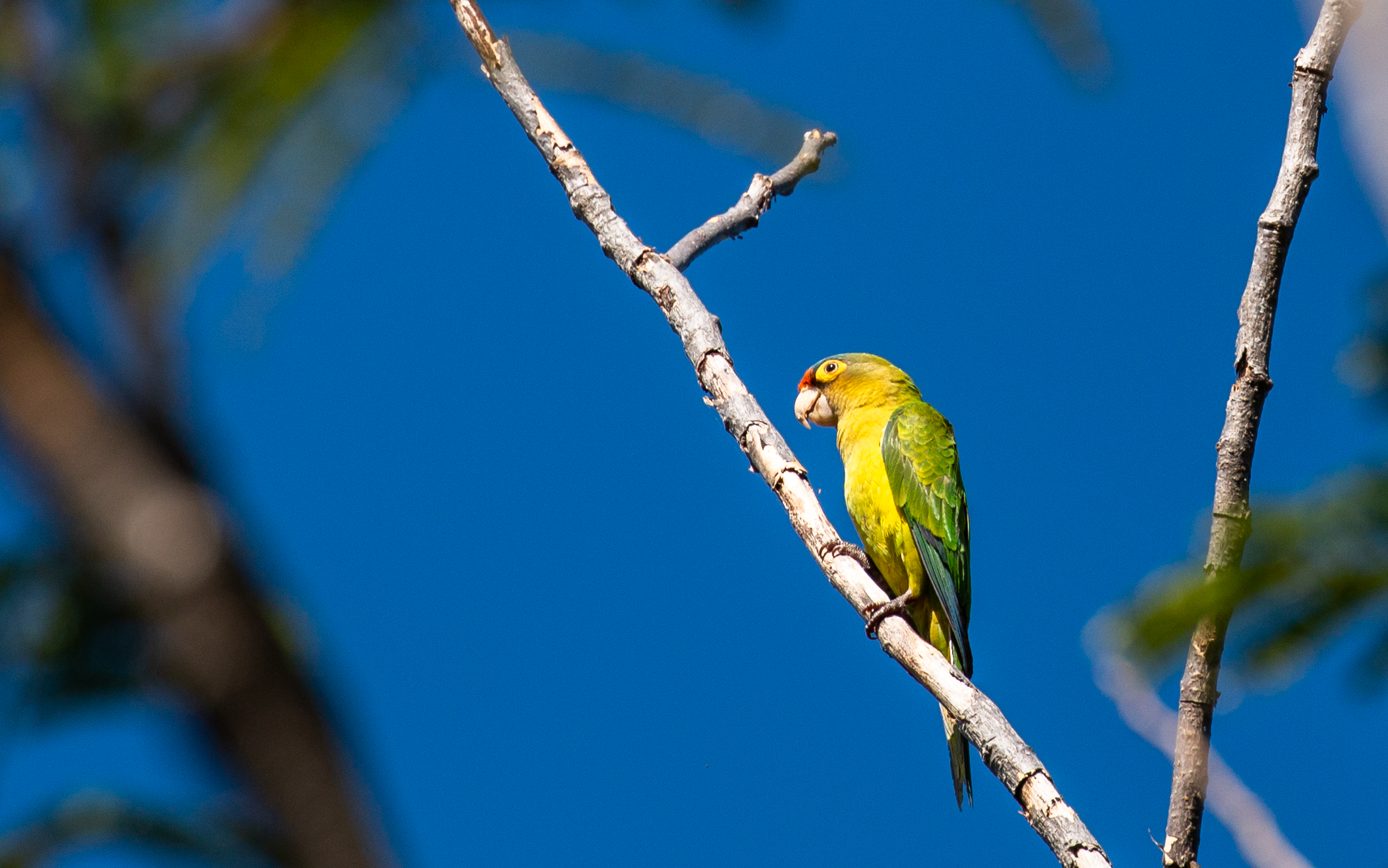 Orange-fronted Parakeet