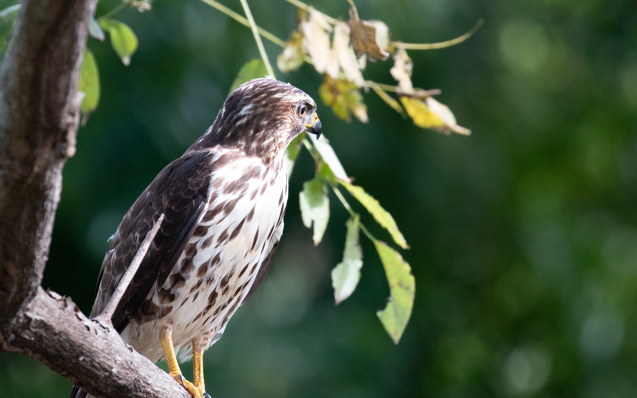 Broad-winged Hawk