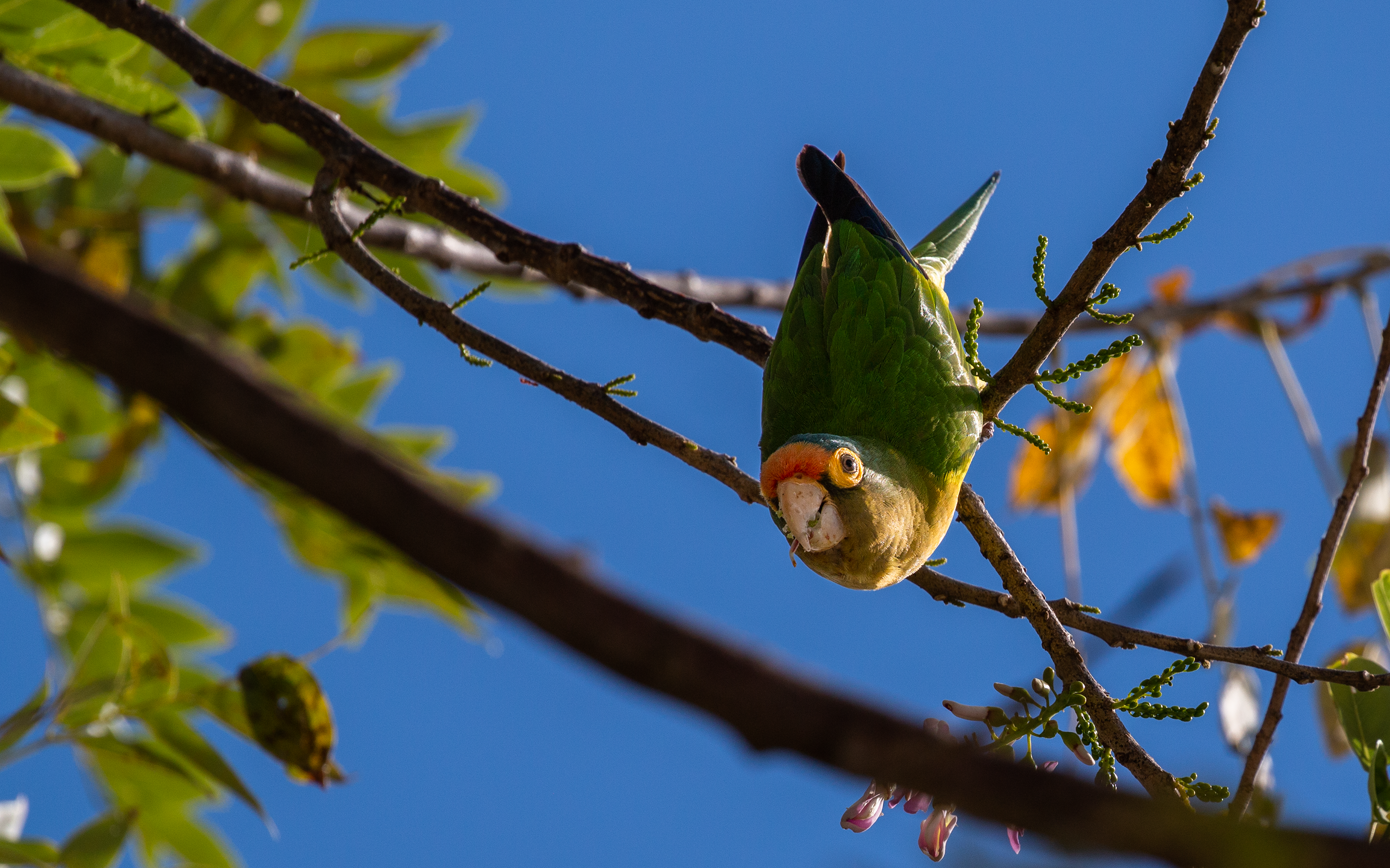 Orange-fronted Parakeet