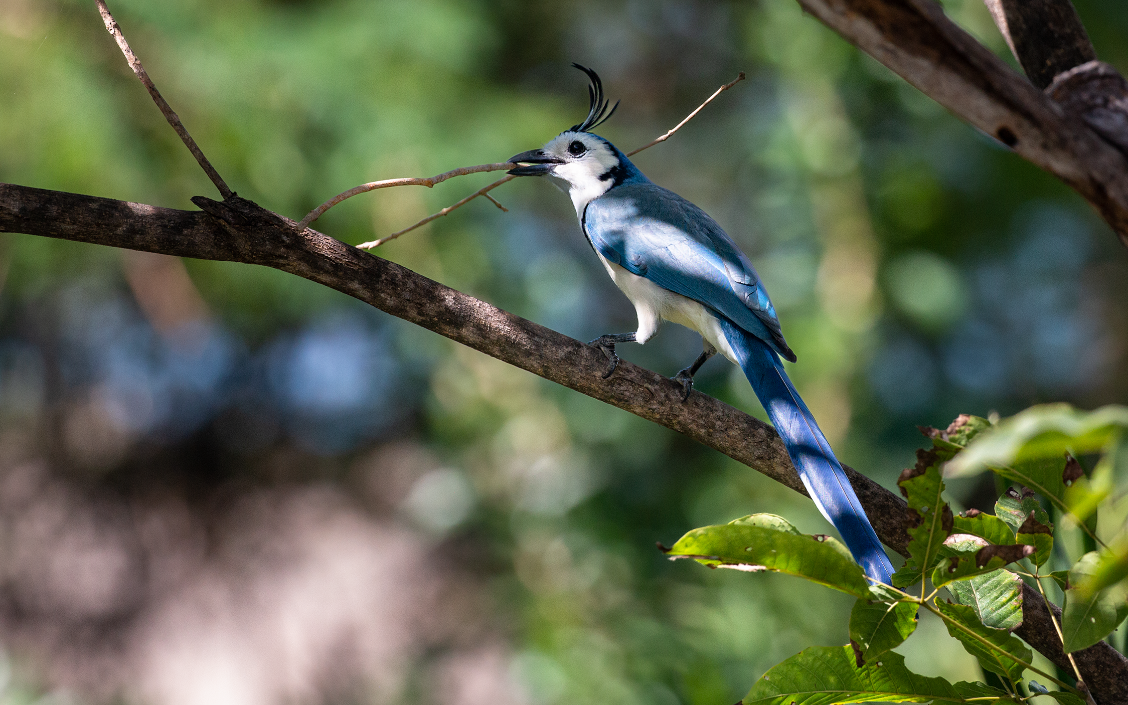 White-throated Magpie-Jay