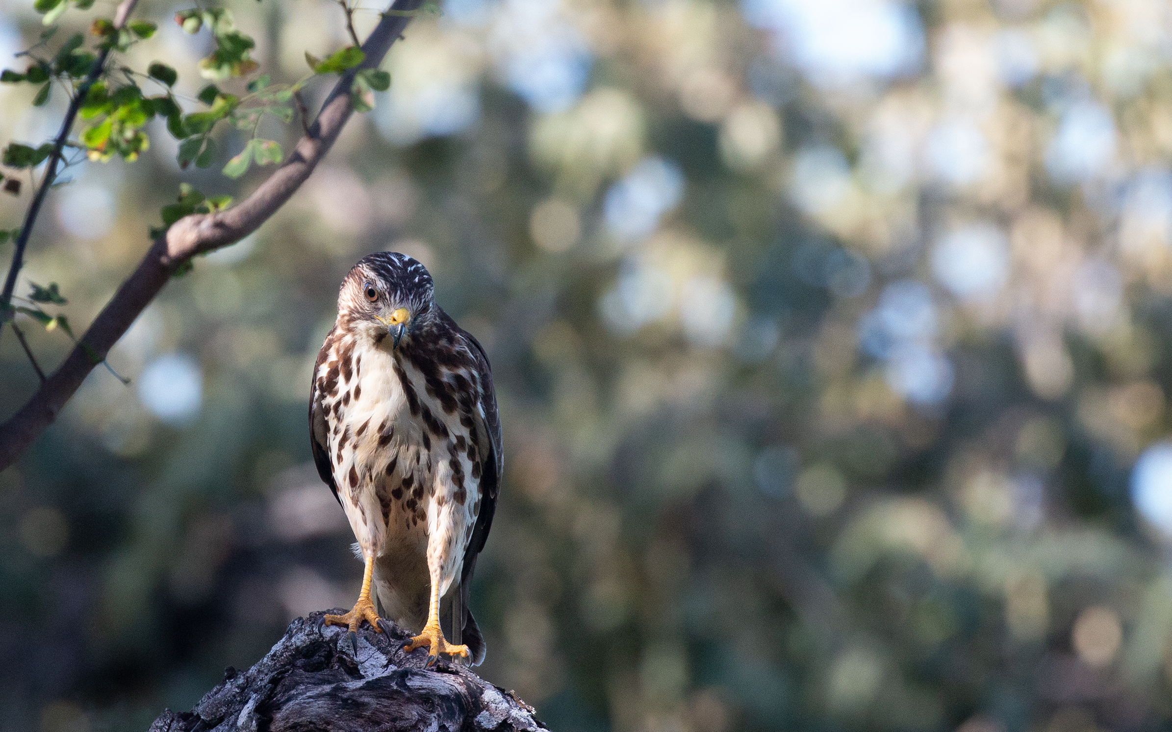 Broad-winged Hawk