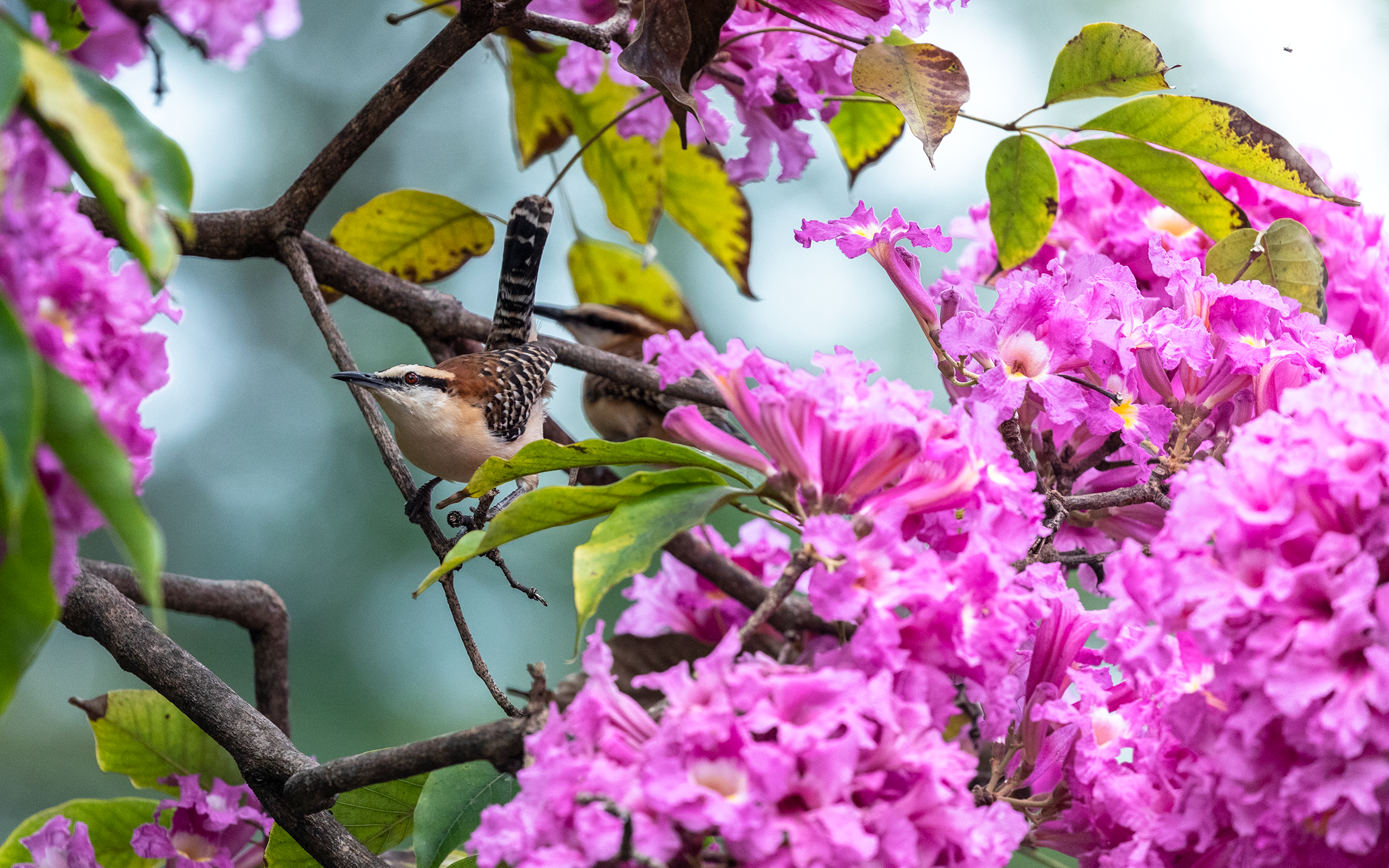 Rufous-naped Wren