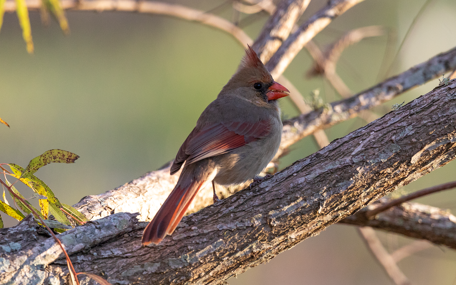 Northern Cardinal