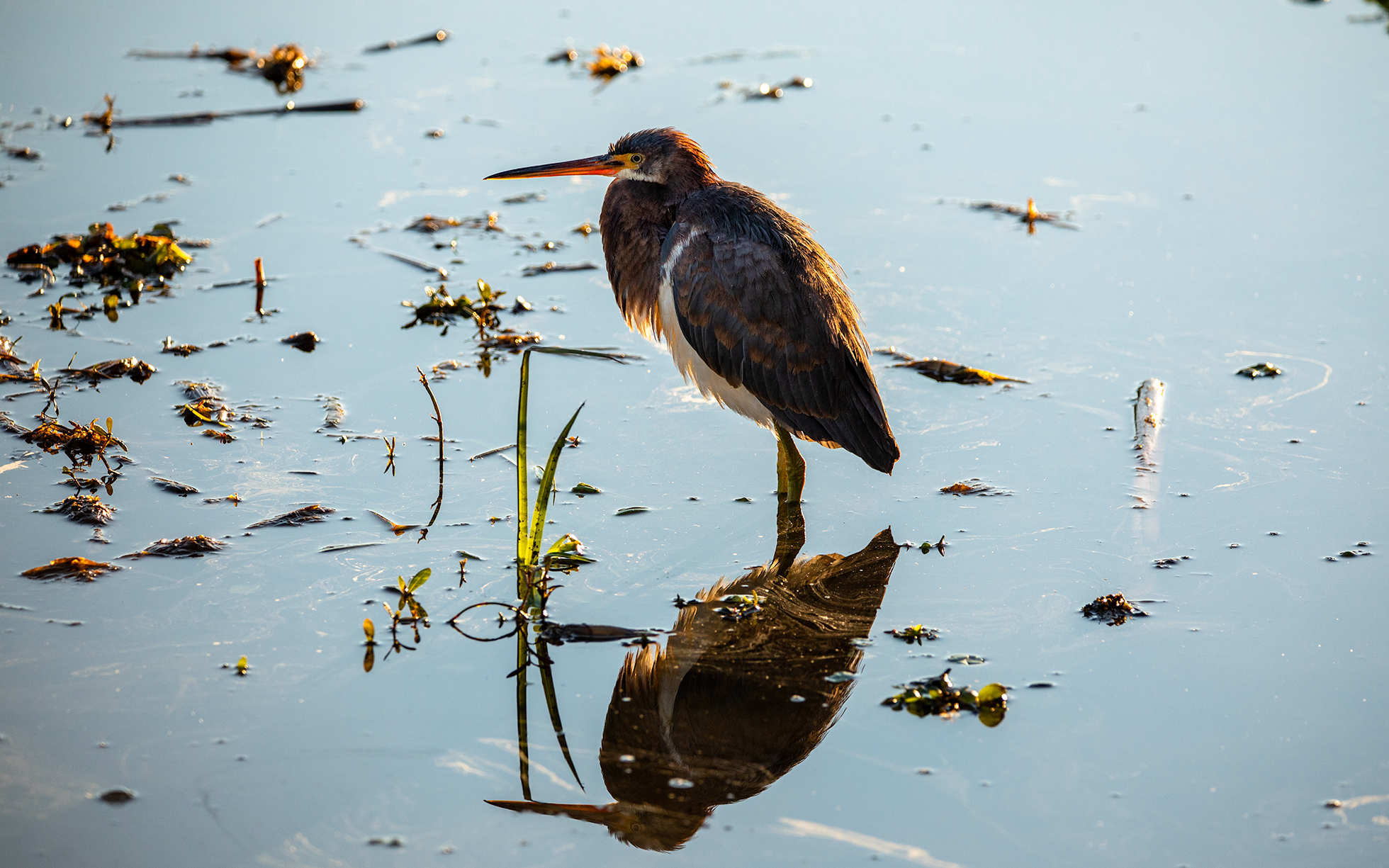 Green Heron