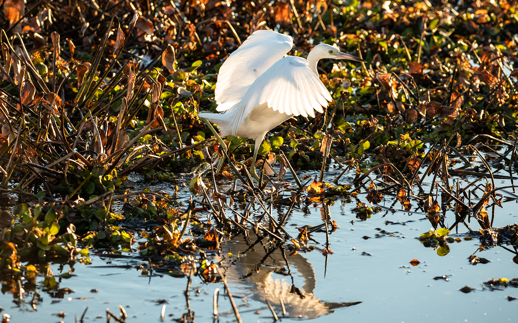 Great Egret