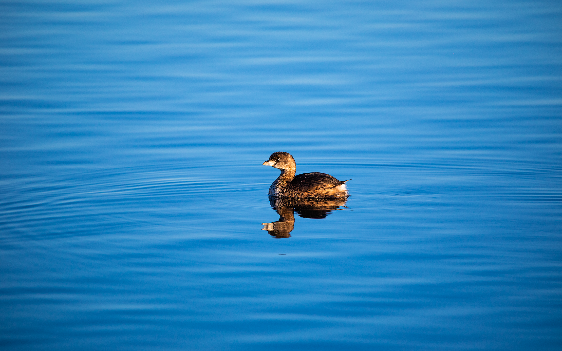 Pied-billed Grebe