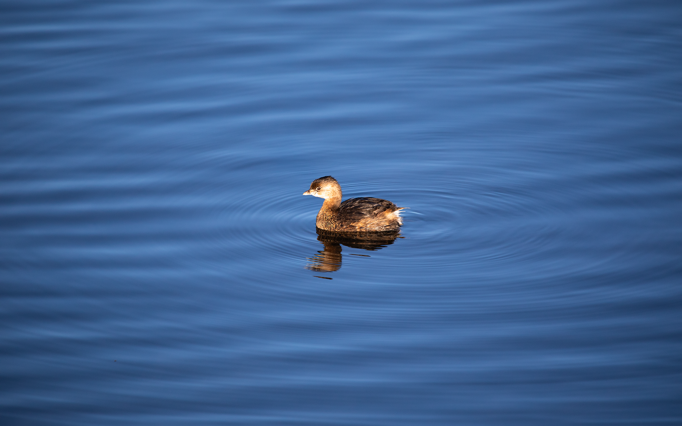 Pied-billed Grebe