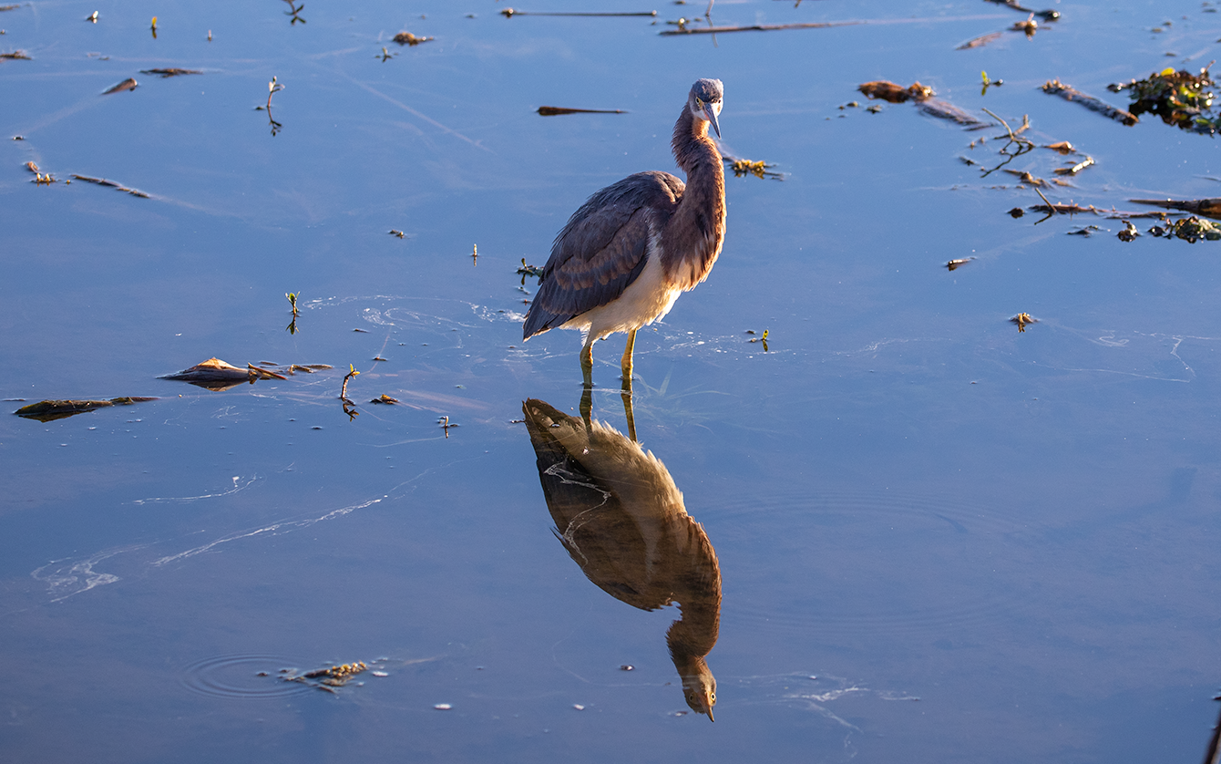 Green Heron