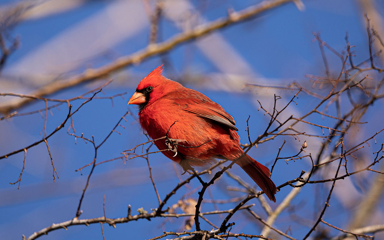 Northern Cardinal