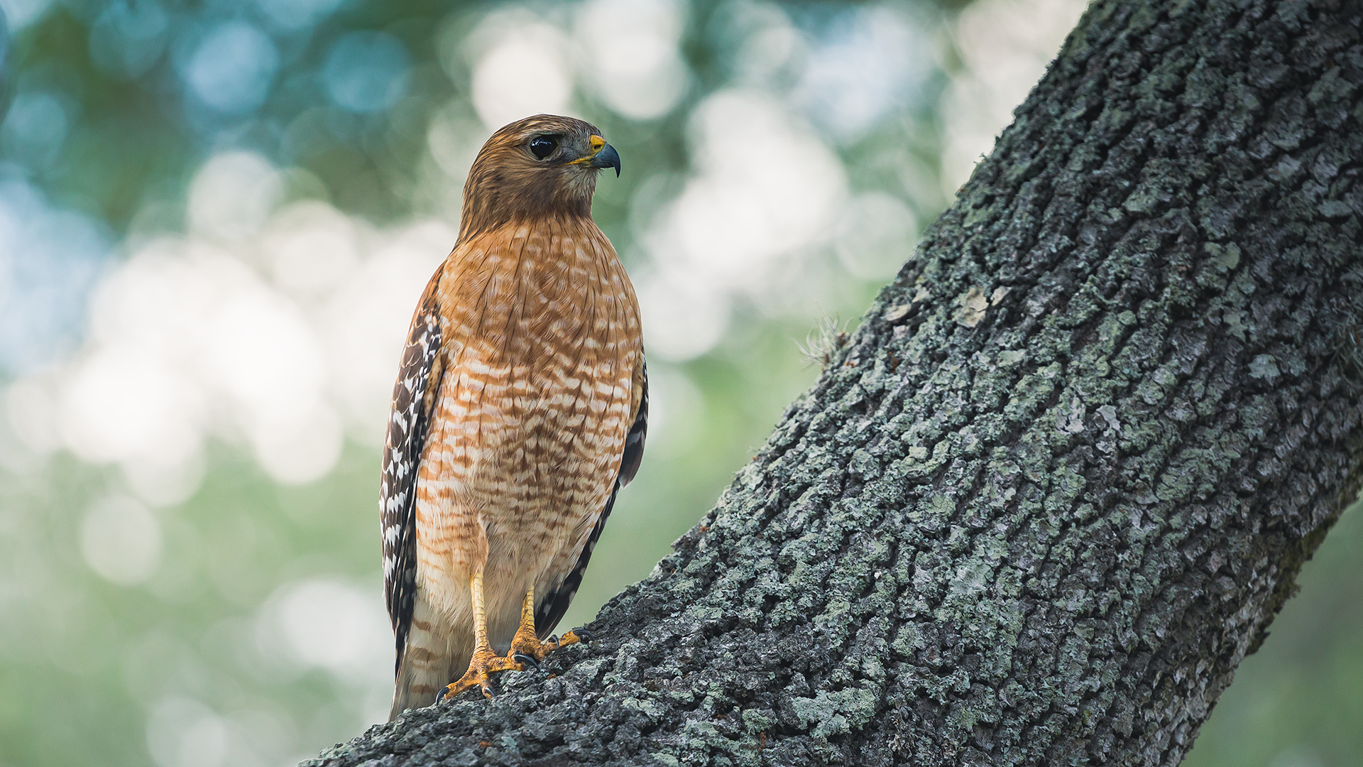 Red-shouldered Hawk