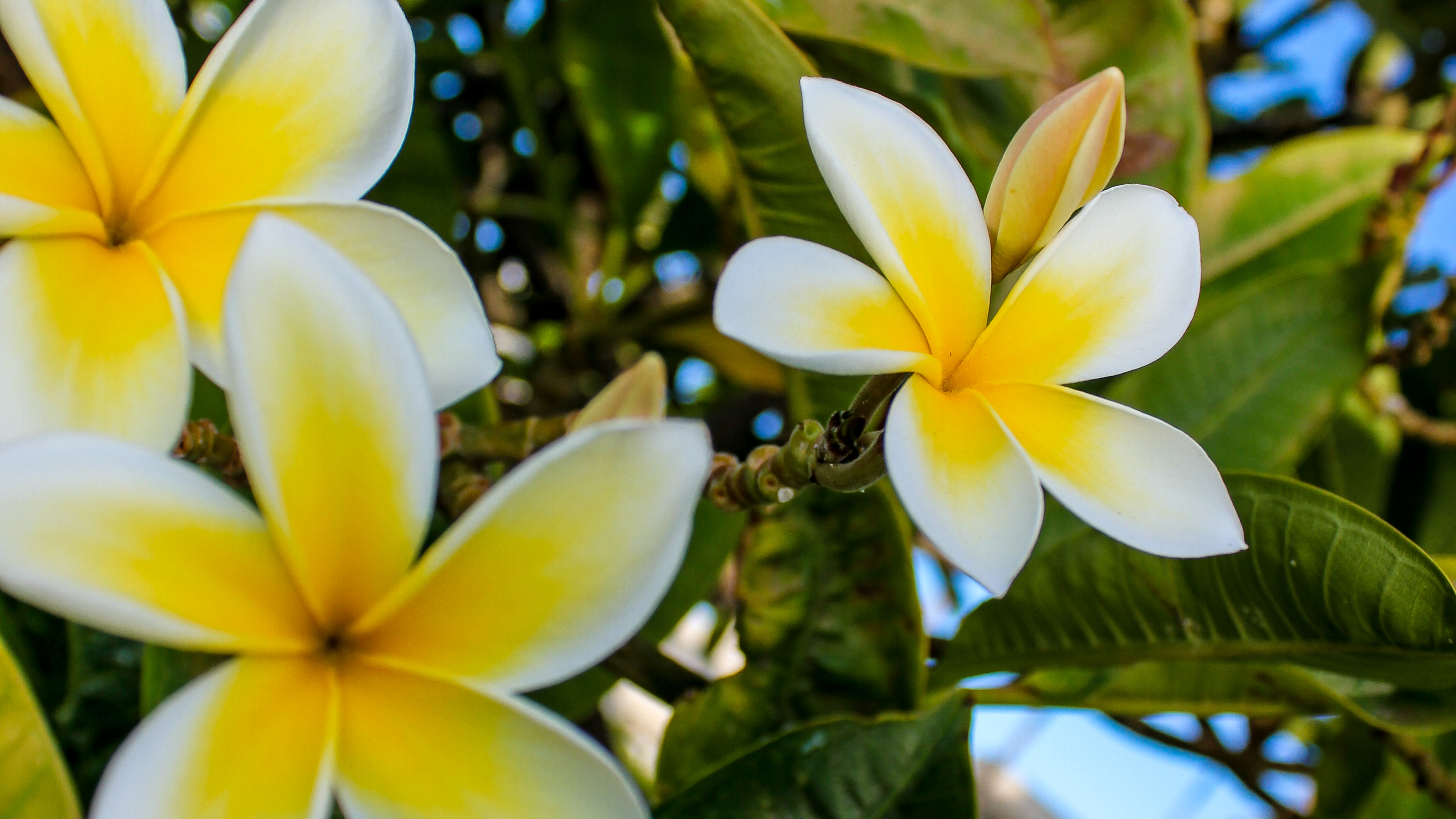 frangipani