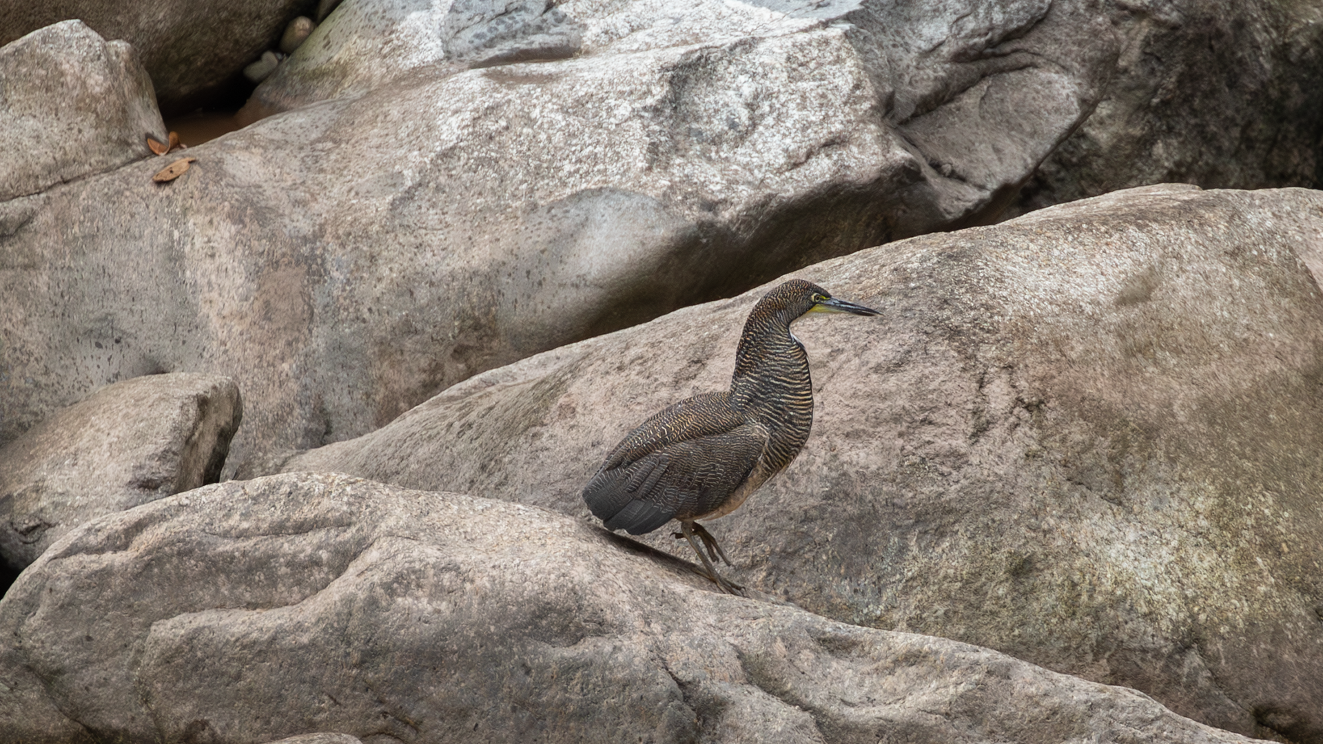 Fasciated Tiger-Heron