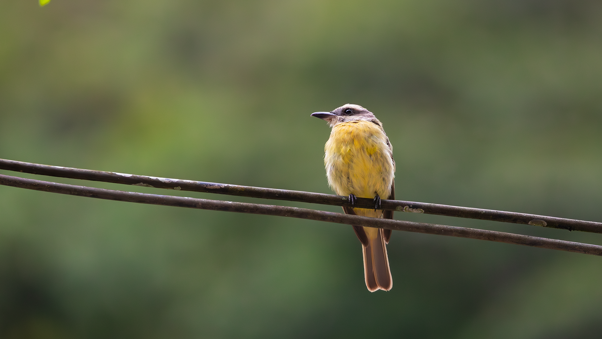 Golden-crowned Flycatcher