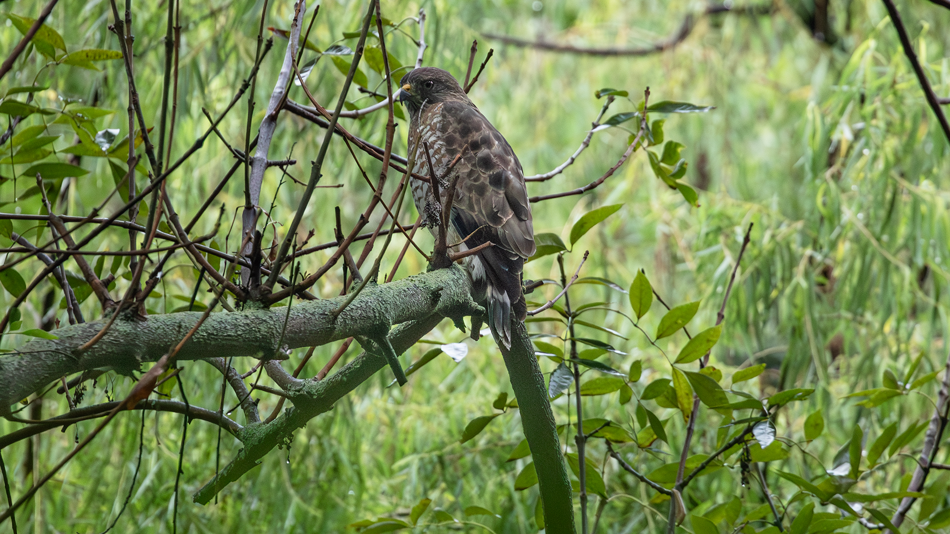Broad-winged Hawk